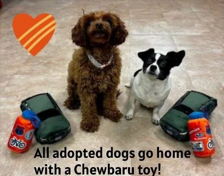 Stop in at Miller Hill Subaru in Hermantown, MN, from 10:00 AM to 4:00 PM for a dog adoption event today (10/12)! We'll be there alongside another wonderful shelter with many furry friends looking for homes! ❤🐾