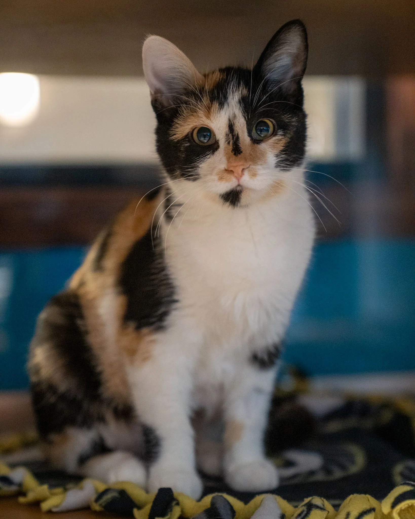🦋 Mariposa 🦋
Meet Mariposa! This sweet butterfly is a 6-month-old, 5.7-pound Domestic Shorthair kitten who wandered up to a kind stranger's home to make friends with them! While they couldn't find her original family or keep her permanently, they b