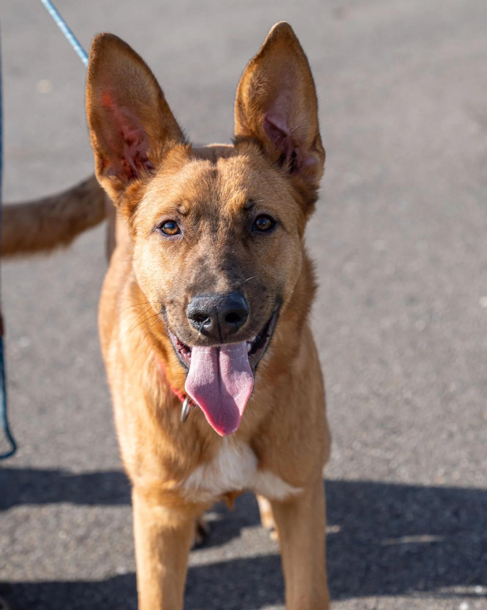 🌨 Blizzard 🌨
There's a storm coming in... and he's full of energy, goofiness, and an intense desire to make new friends. Blizzard is a 7-month-old, 46-pound German Shepherd mix who's amazing at making buddies! He loves snuggling, playing, and train