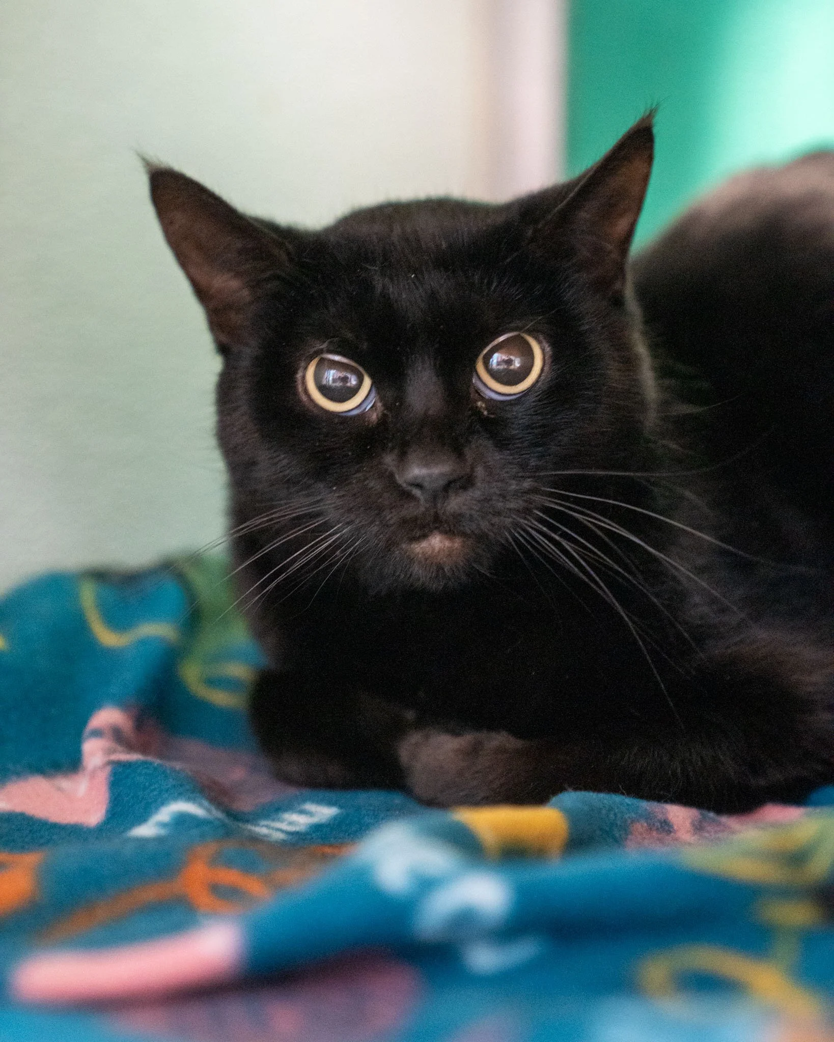 🖤 Wiley 🖤
Wiley is a beautiful, 3-year-old, 10-pound, Domestic Shorthair cat who needs a little time to bloom, but once she trusts you, she's the sweetest companion you could ask for. She is a bit shy and needs a quiet, safe environment where she c