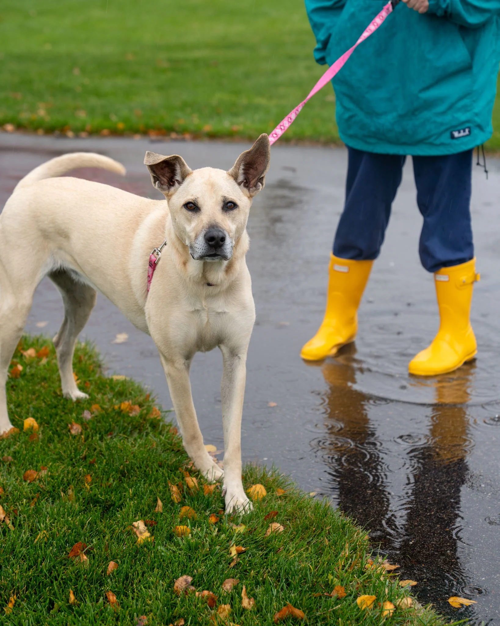 🏝 Isla 🏝
Isla had some fun with our staff today, jumping through the puddles and getting lots of treats at her photoshoot! Isla is a 4-year-old Lab/Mixed Breed who originally came to the shelter as a puppy before being adopted out. Sadly, Isla&rsqu