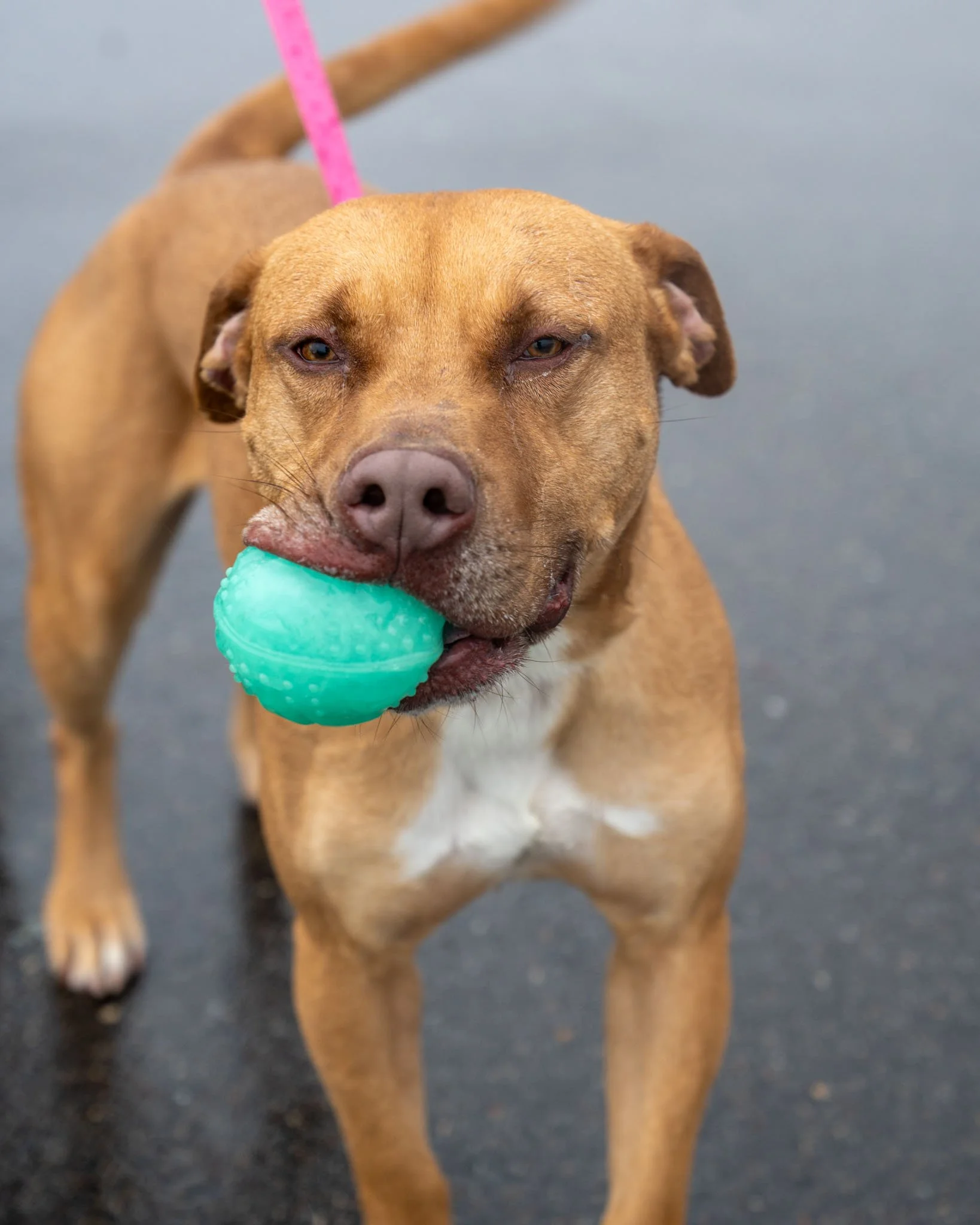 This handsome fella took his favorite ball on his walk today. Zeus is the biggest fan of fetch&mdash;maybe you could be his playmate! 👀Zeus's adoption fee is fully sponsored, so he's ready to go home with NO ADOPTION FEE!! ❤

Visit our website to le