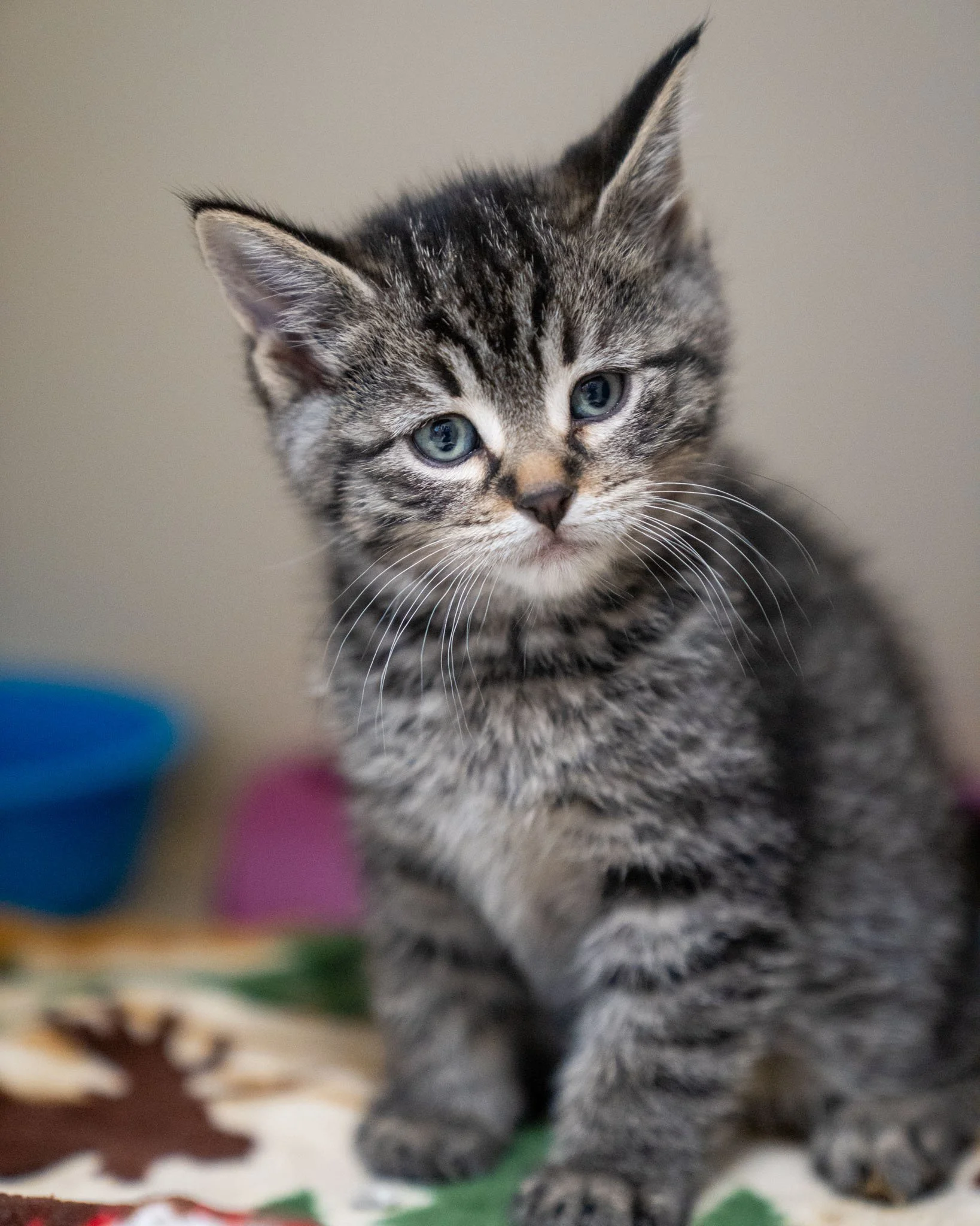 🥰 The &quot;M&quot; Kittens 🥰

Pictured in order: Marzipan (M), Marshmallow (F), and Mallowsweet (F)

Have you ever seen faces as adorable and chunky as these? These cherub-like babies are 7-week-old Domestic Shorthair kittens who were raised in th