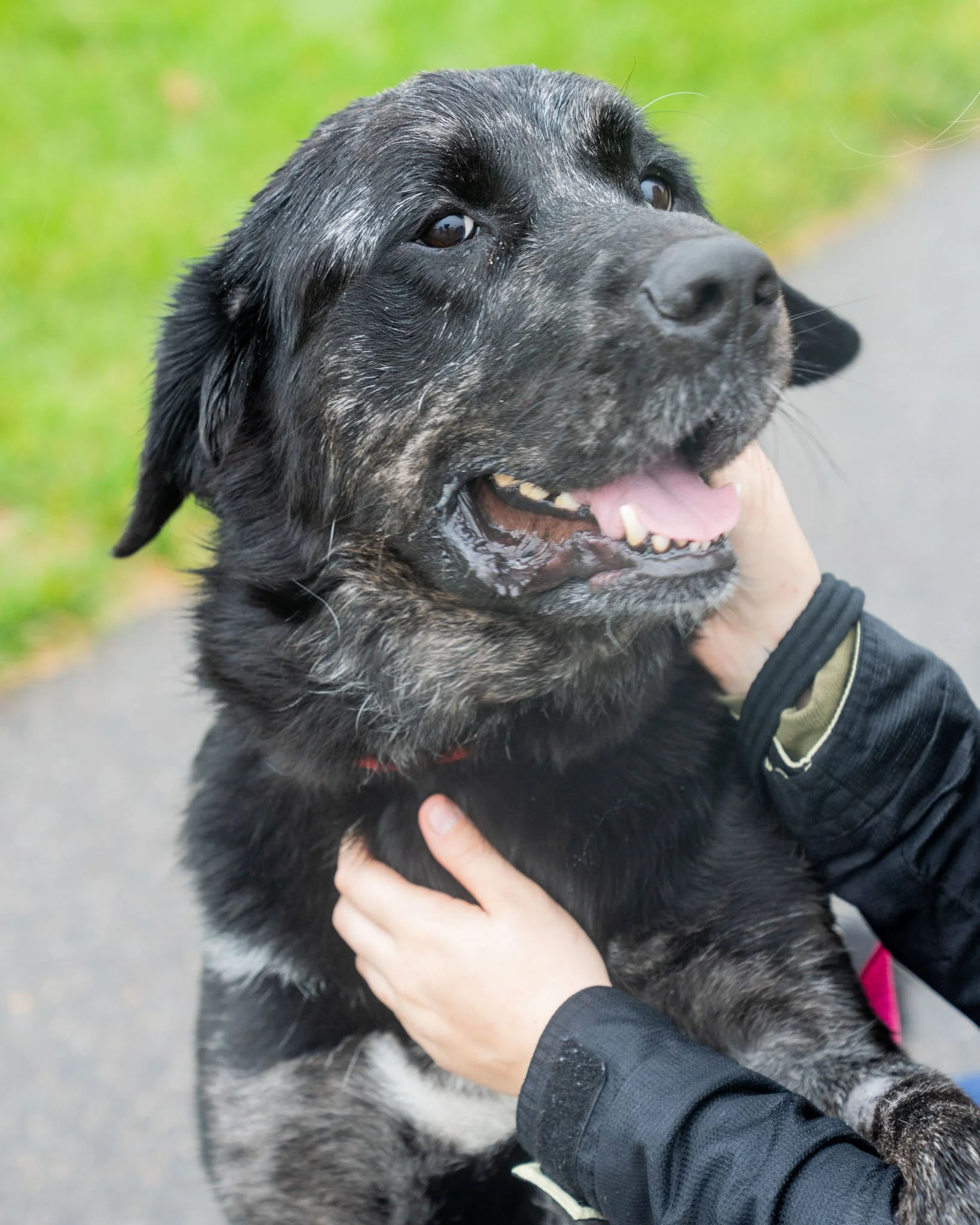 ✈ Jett ✈
Meet Jett, one of our super sweet, long-term dogs who has been at the shelter for 150 days. This 5-year-old, 90-pound Newfoundland mix came to us as a sweet, lonely stray. He truly is a gentle giant who loves every staff member and volunteer