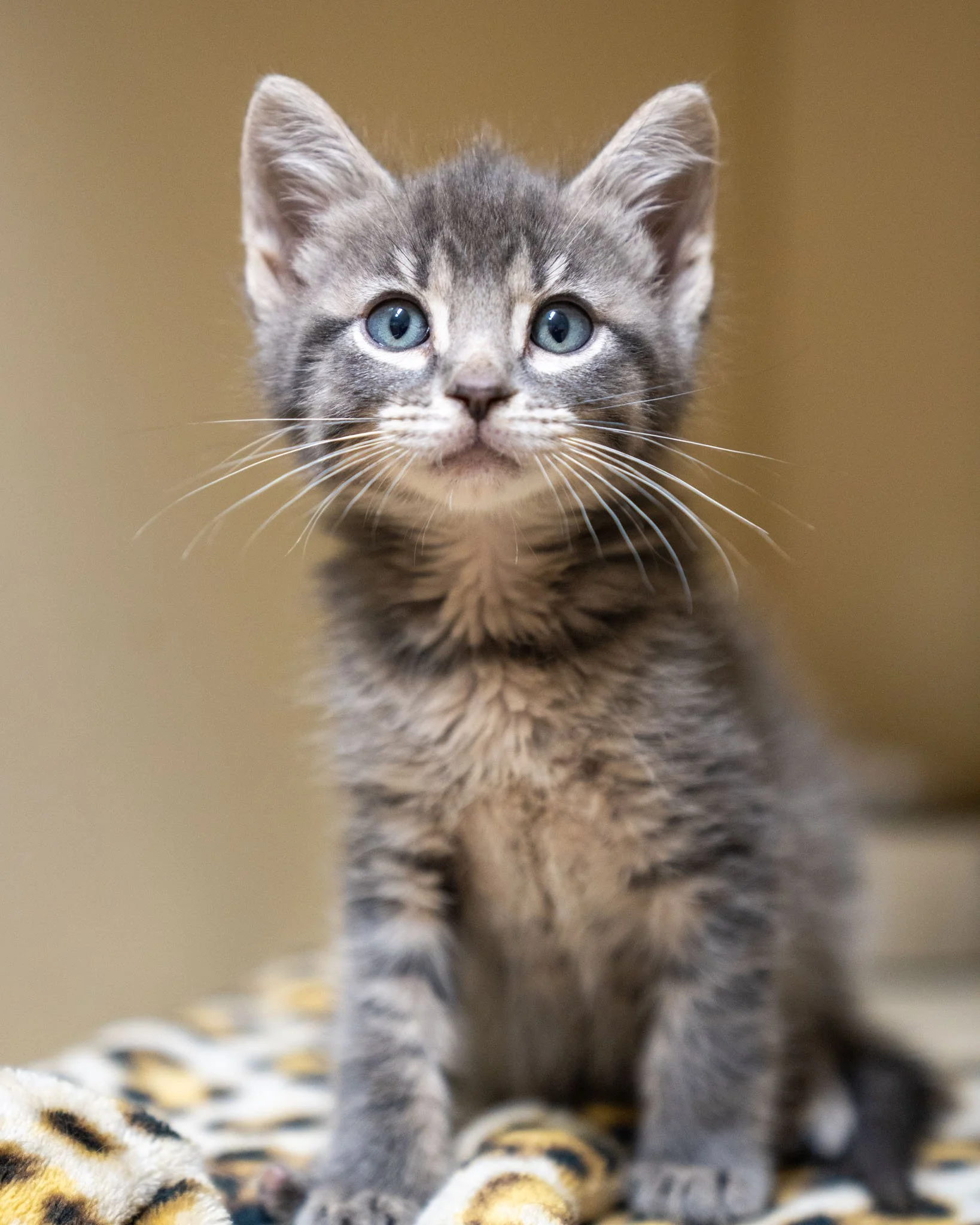 😁 The Witcher Kittens 😁

Pictured in order: Lambert, Regis, Emhyr, Istredd

The Witcher kittens are 7-week-old Domestic Shorthair cuties with the sweetest faces (check out Lambert's tiny mohawk!) and personalities to match. These little guys came t