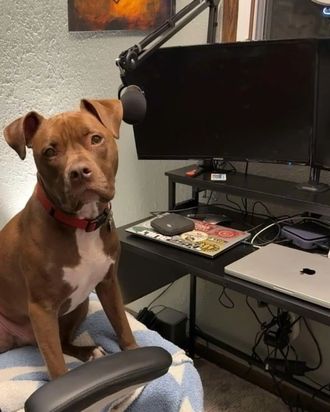 ⛺ Kenny &amp; Toby of All Trades ⛺

If you can believe it, the YouTube star pictured above is a Babinski Foundation alumnus! Toby was adopted from The Babinski Foundation Animal Shelter as a small pup. He was one lucky guy, because little did he know