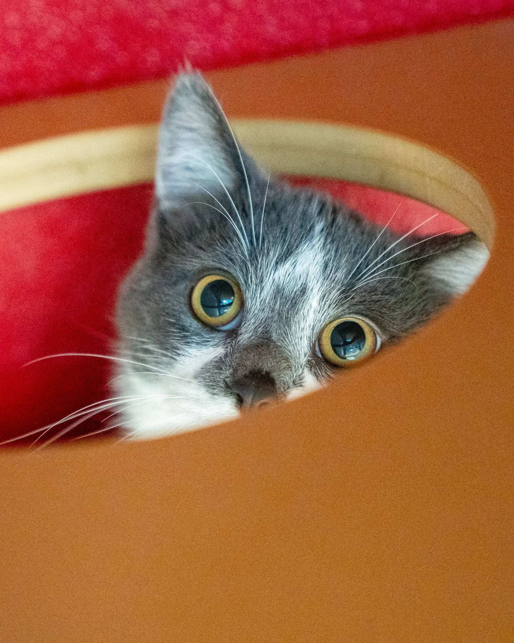 🍲 Stu 🍲
Meet Stu! This 7-month-old, 7.2-pound Domestic Shorthair kitten is a total sweetheart with a touch of shyness in him as well. Once Stu feels comfortable with new people, his true personality emerges: pure, energetic playfulness! He absolute