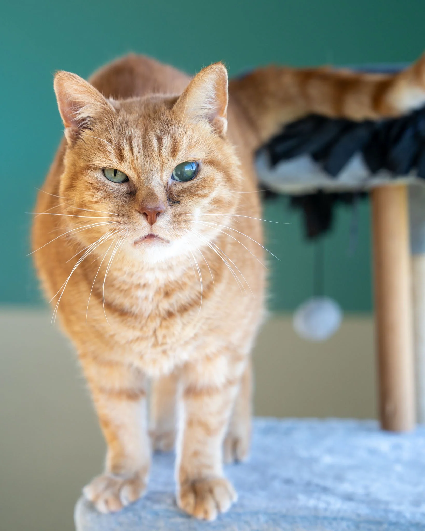 🧡 Morris Doo 🧡
Okay, for real this time... this is the NICEST cat ever!

Morris Doo is a 4-year-old, 9.5-pound Domestic Shorthair cat here at the Babinski Foundation. He was recently surrendered to us because his previous owners were struggling wit