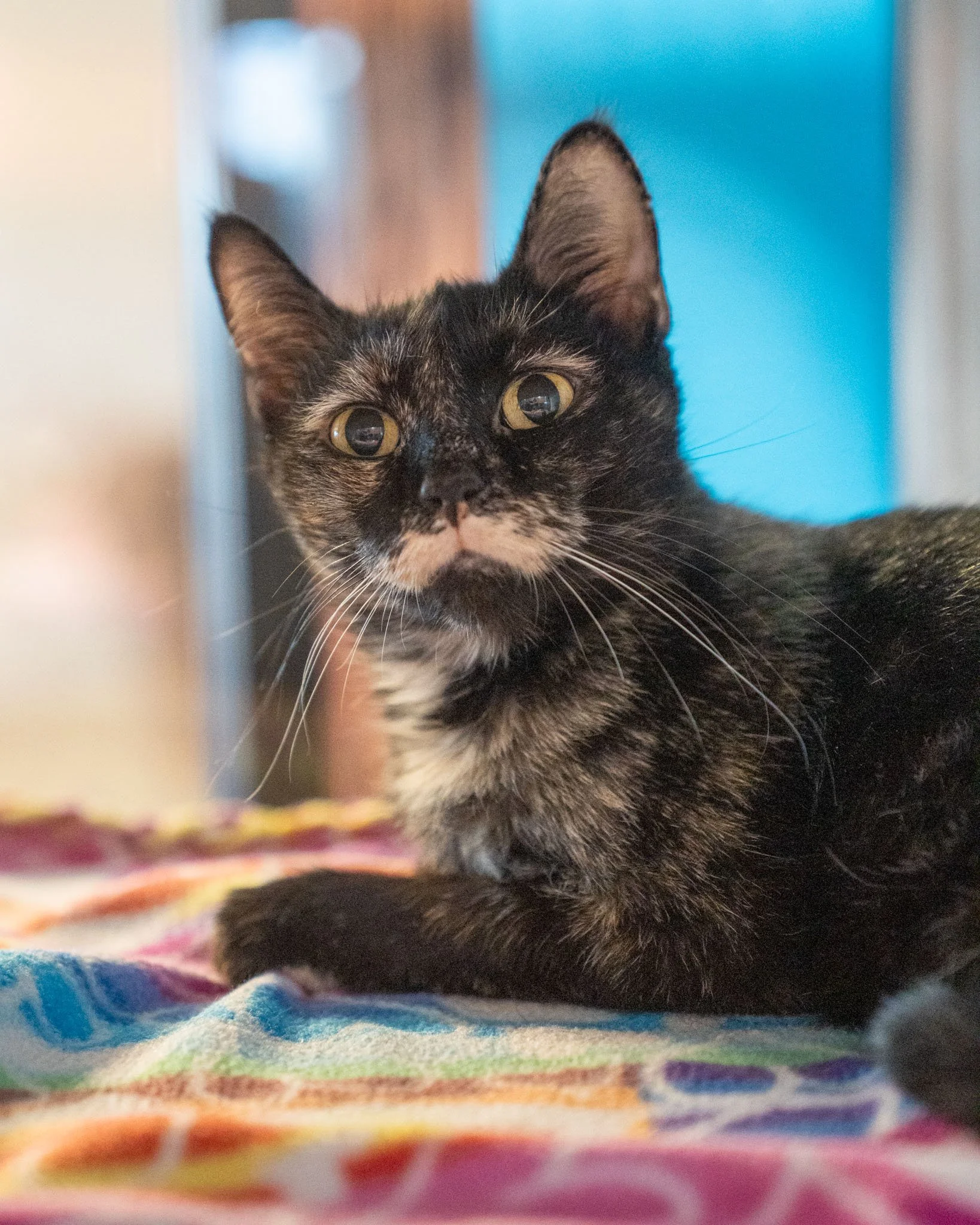 〰️ Lilith 〰️
Meet Lilith, a sweet 4-year-old Domestic Shorthair cat. This beautiful girl, who weighs 7.3 pounds and sports the cutest little mustache, came to us pregnant from a crowded animal environment. She safely gave birth to her kittens here at