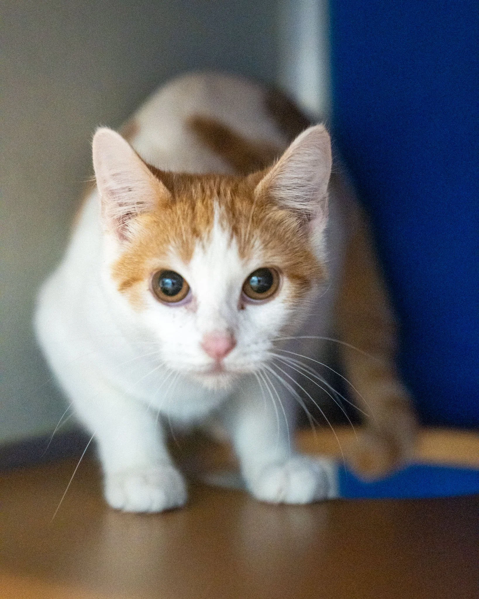 🌈 Skittles 🌈
Meet the rainbow! This gal is a 5-month-old Domestic Shorthair kitten who came to the shelter from an environment with too many animals. Because of this, she's still working on opening up to new people. However, once she feels comforta