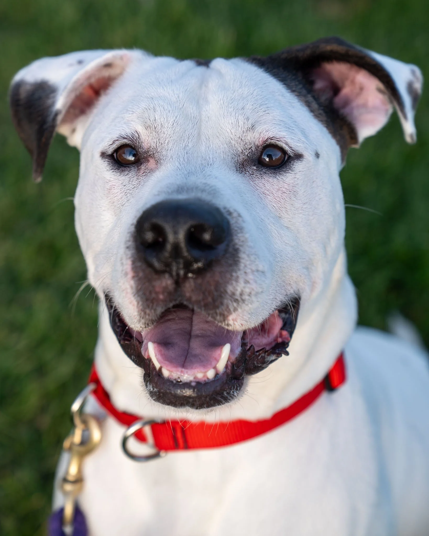 🥰 Bob 🥰
Meet Bob, a handsome 3-year-old, 74-pound Terrier mix with a big ol' heart. This darling boy has been well-loved throughout his life, but he is now ready for his next adventure.

Bob's original best friend passed away about a year and a hal