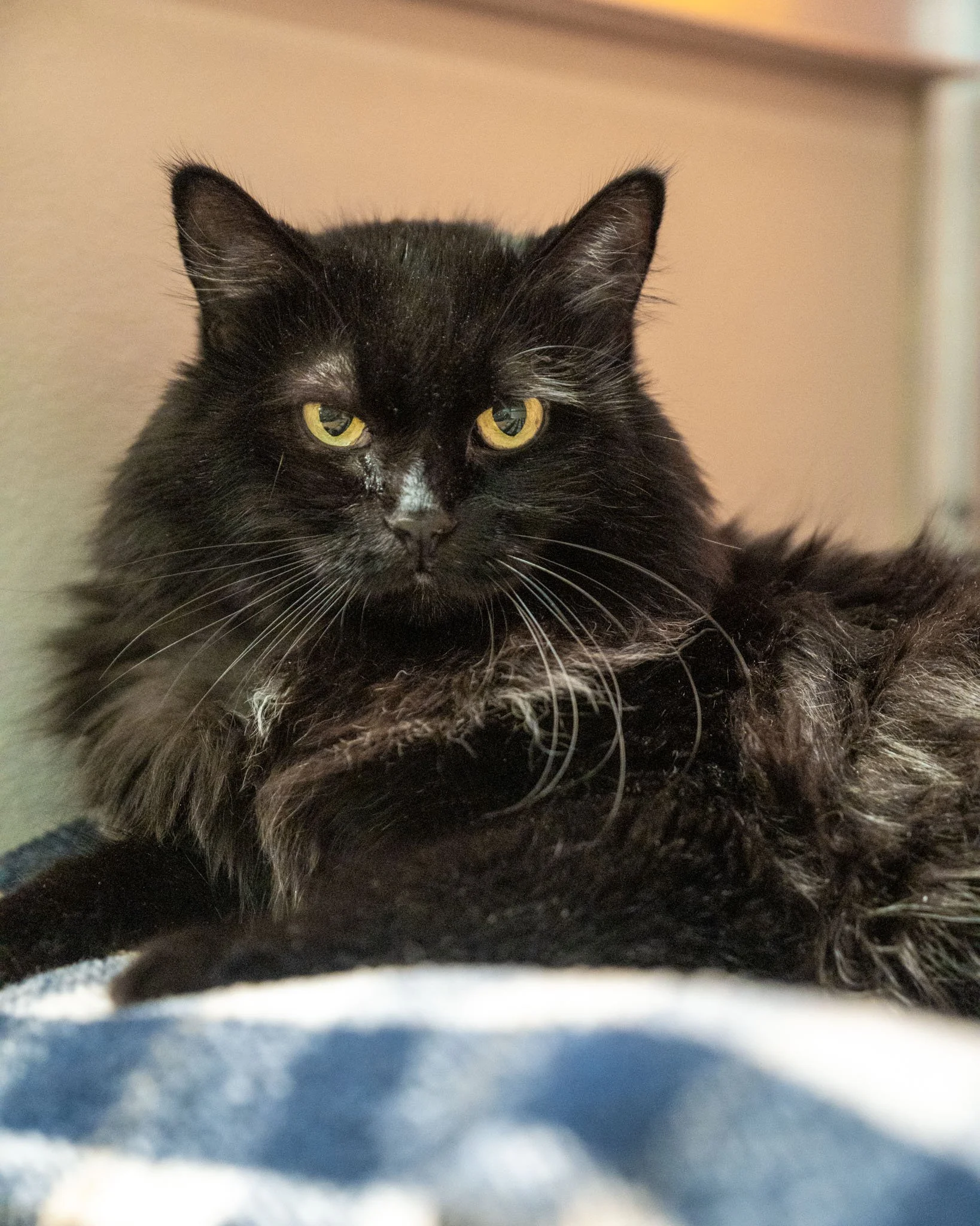 🎉 Senior Sunday with Karlia 🎉
We're celebrating this sweet senior during Senior Pet Month! Karlia is a sweet and quiet 11-year-old, 12-pound Domestic Medium Hair cat who is looking for a relaxed and chill life! She is a cuddly and friendly girl, bu