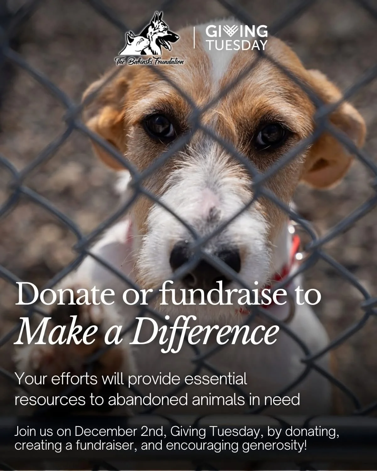 Help The Babinski Foundation Animal Shelter fundraise this Giving Tuesday, December 2nd! Giving Tuesday is a global day of giving that encourages generosity and action from the community. Please support us this year by making a donation, volunteering
