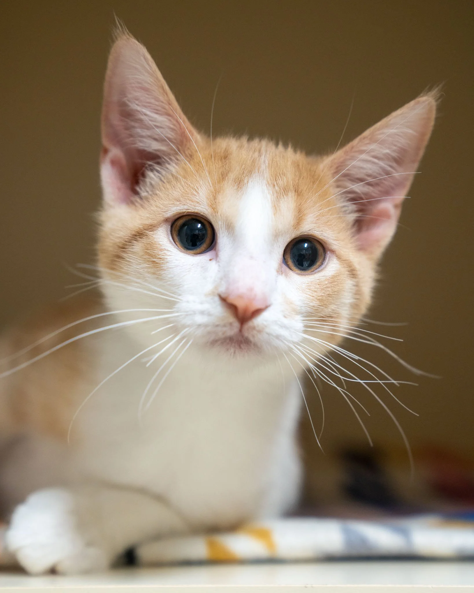 🥝🍒🍍Passion Fruit &amp; Coconut 🍍🍒🥝

These five-month-old Domestic Shorthair brothers are just like the fruits they're named after: sweet and good for your health! Passion Fruit and Coconut were originally found as strays when they were very you