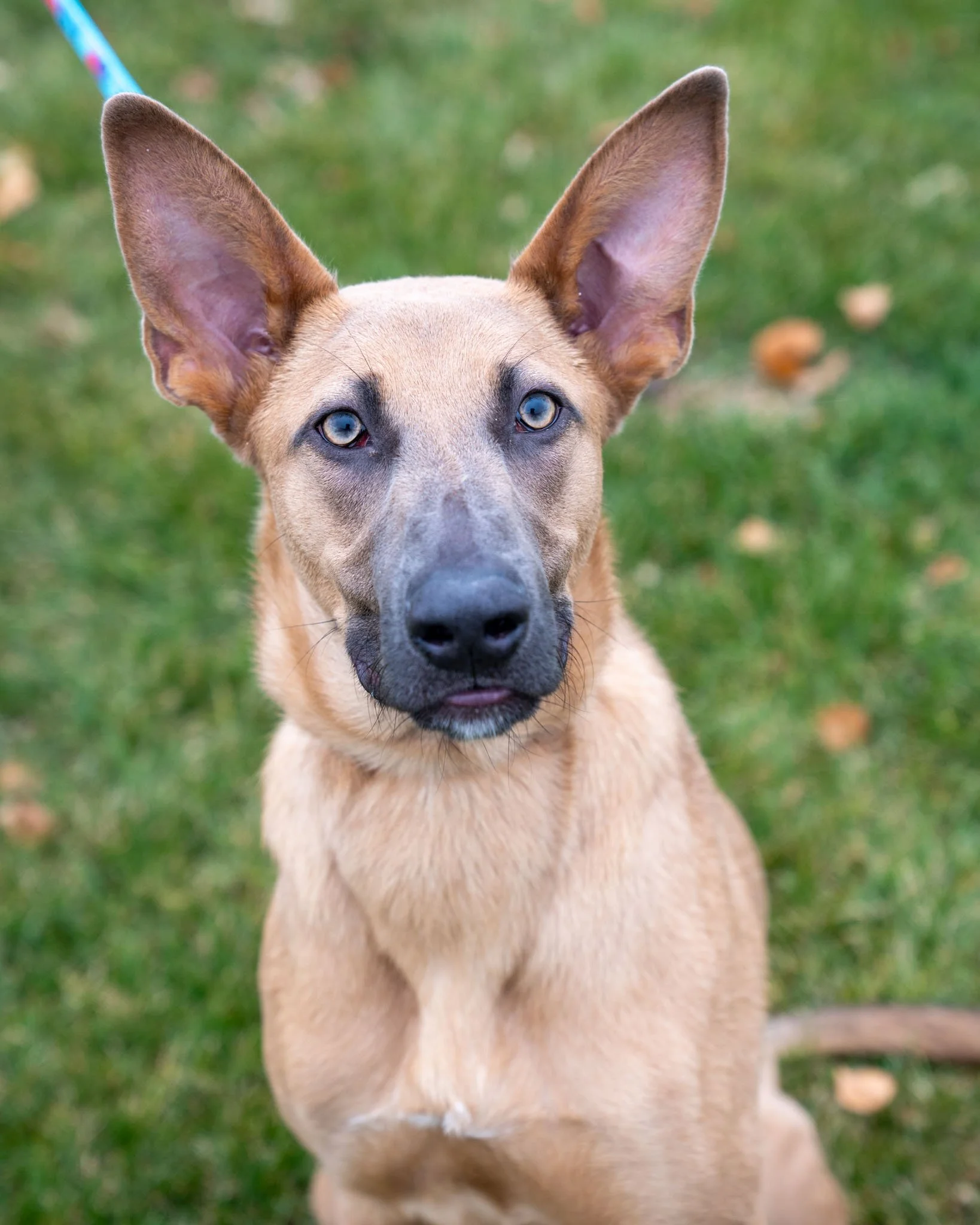 😍 Audrick 😍
Audrick is one handsome, bright-eyed boy! This 11-month-old, 55-pound Shepherd and Lab mix has a charming lankiness and the coolest ears. Audrick is incredibly friendly and wants to make buddies with all people, dogs, and cats. He absol