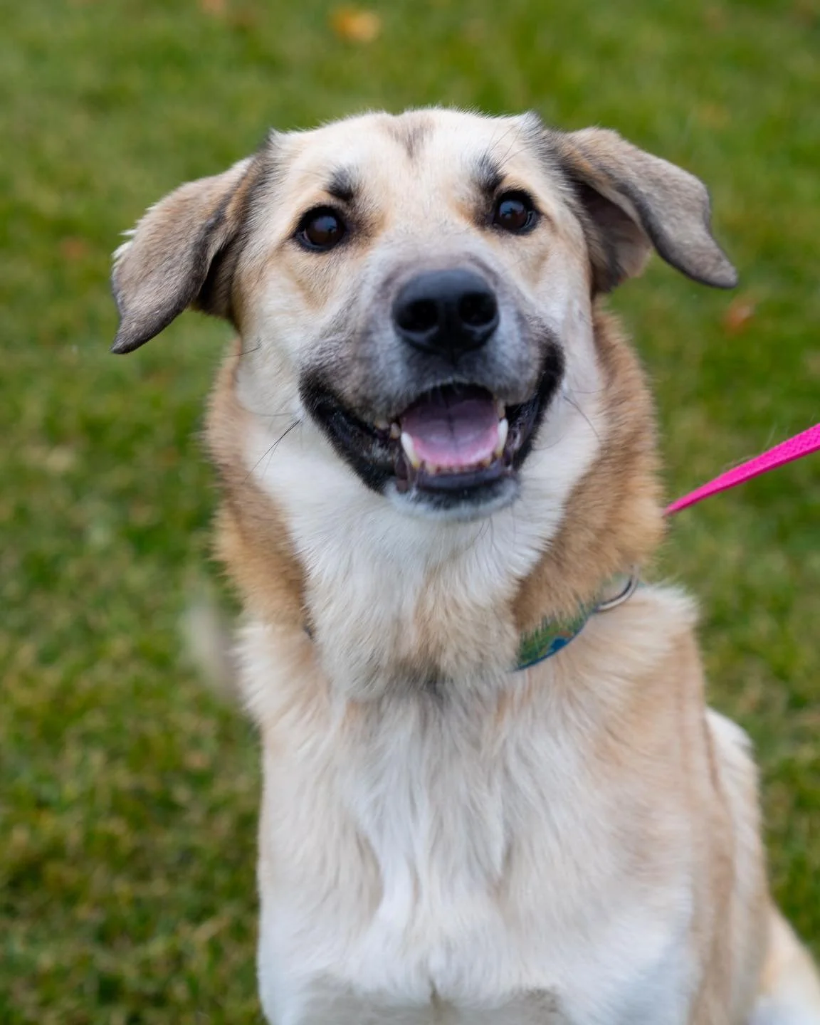 🌪️ Taz 🌪️
Taz is a 1-year-old, 55-pound Anatolian Shepherd whose incredible energy magically lifts moods! He was rescued from an unfortunate situation where he was chained up outside, underfed, and received little human contact. This incredible guy