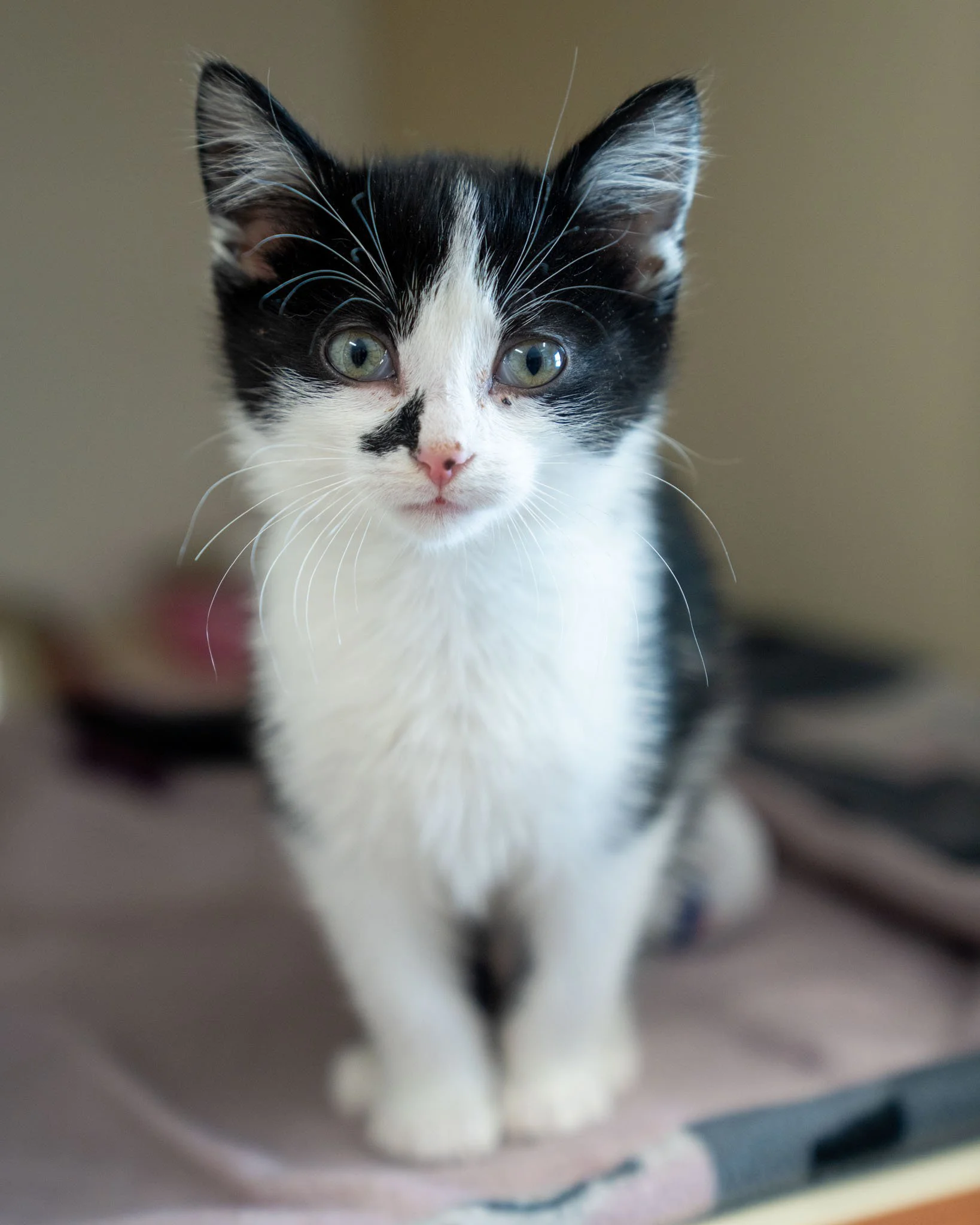 😇 Kohen 😇
Meet the world's most confident and loving kitten! Kohen came to us as a stray, and in the brief time he's spent with us, he has absolutely come out of his shell.

He feels 100% comfortable with any visitor, choosing to crawl straight up 