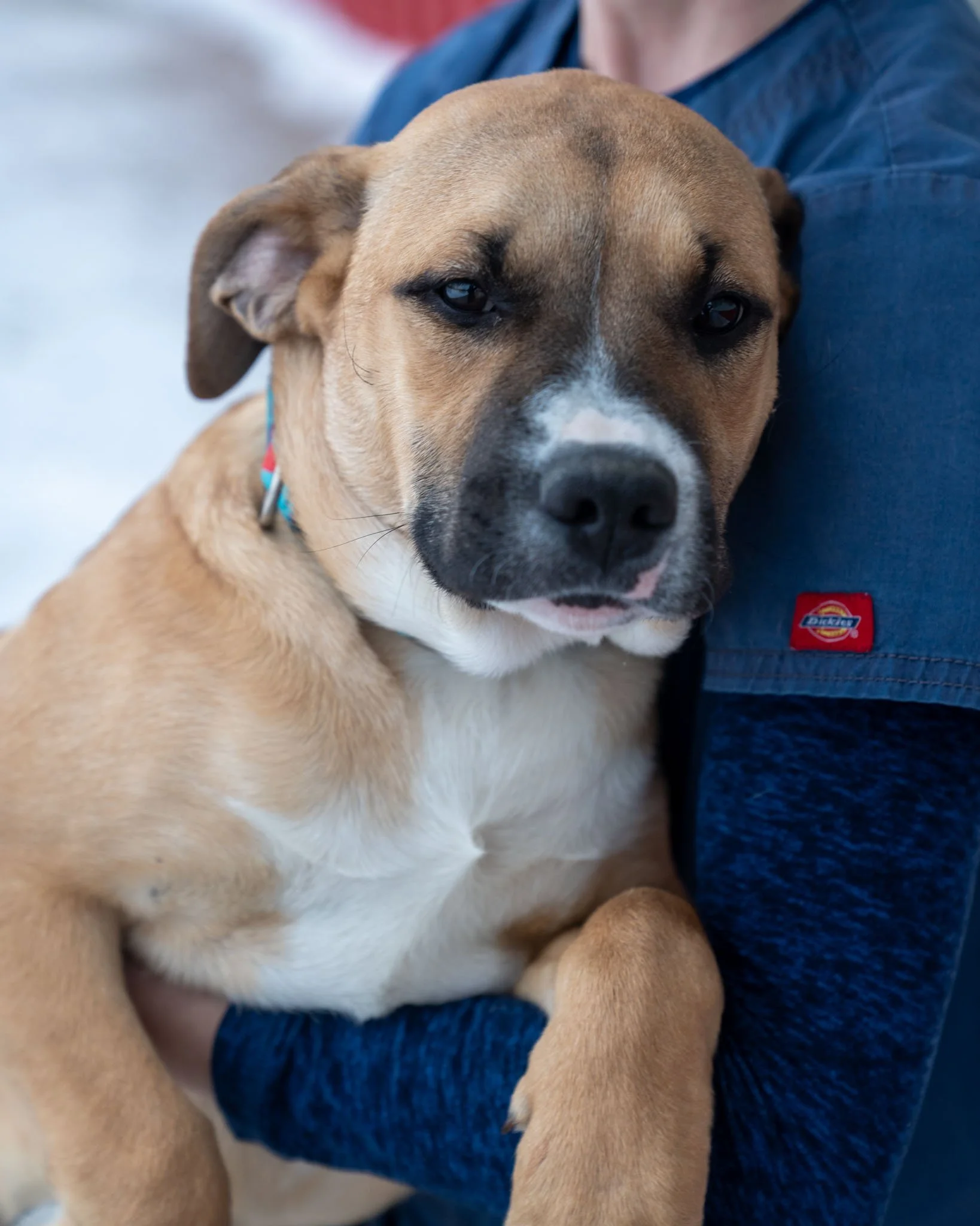 🦄 The Mythical Puppies 🦄

Pictured in order: Pegasus, Griffon, Dragon, Selki, Cerberus

These puppies are named after mythical creatures because we just can't believe their extreme cuteness is real! This group of pups are all boys&mdash;5-month-old