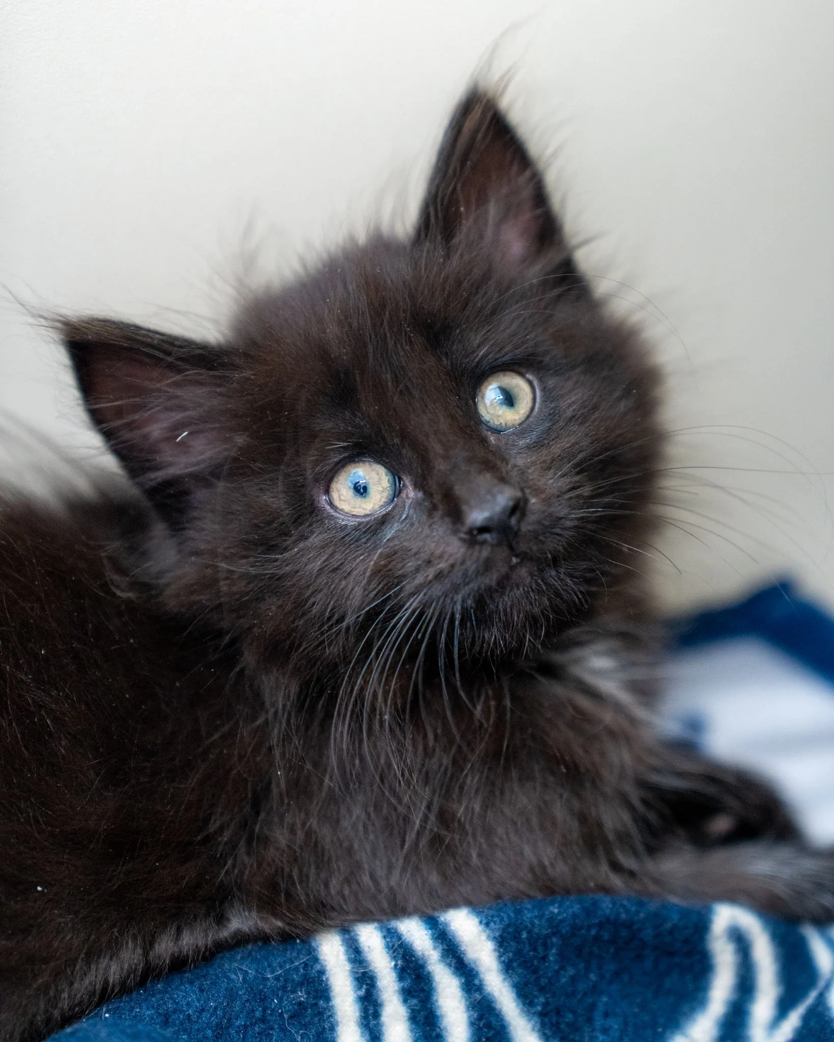 😁 The &quot;F&quot; kittens 😁

Pictured in order: Fluffernut (M), Flan (F), Fudge (F), Fritter (M)

The &quot;F&quot; kittens are 2-month-old Domestic Shorthair kittens with an insatiable curiosity that makes them incredibly cute and playful! The &