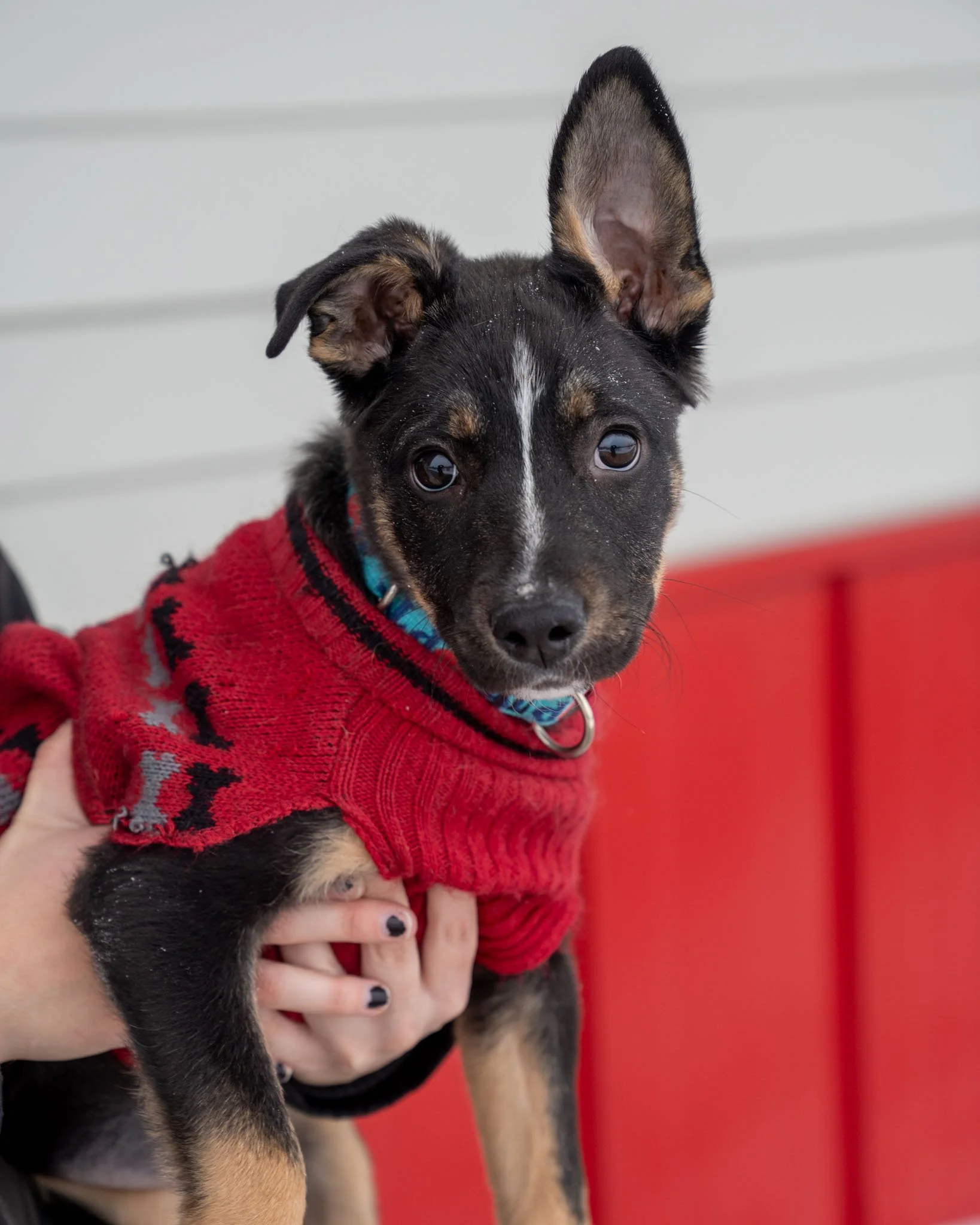 🍝 Linguini 🍝
Stay calm! We know that Linguini's sweater and floppy ear combination almost made you scream in delight! She is entirely cute!

Linguini is a 4-month-old German Shepherd puppy who came to us from the reservation up north. She is lookin