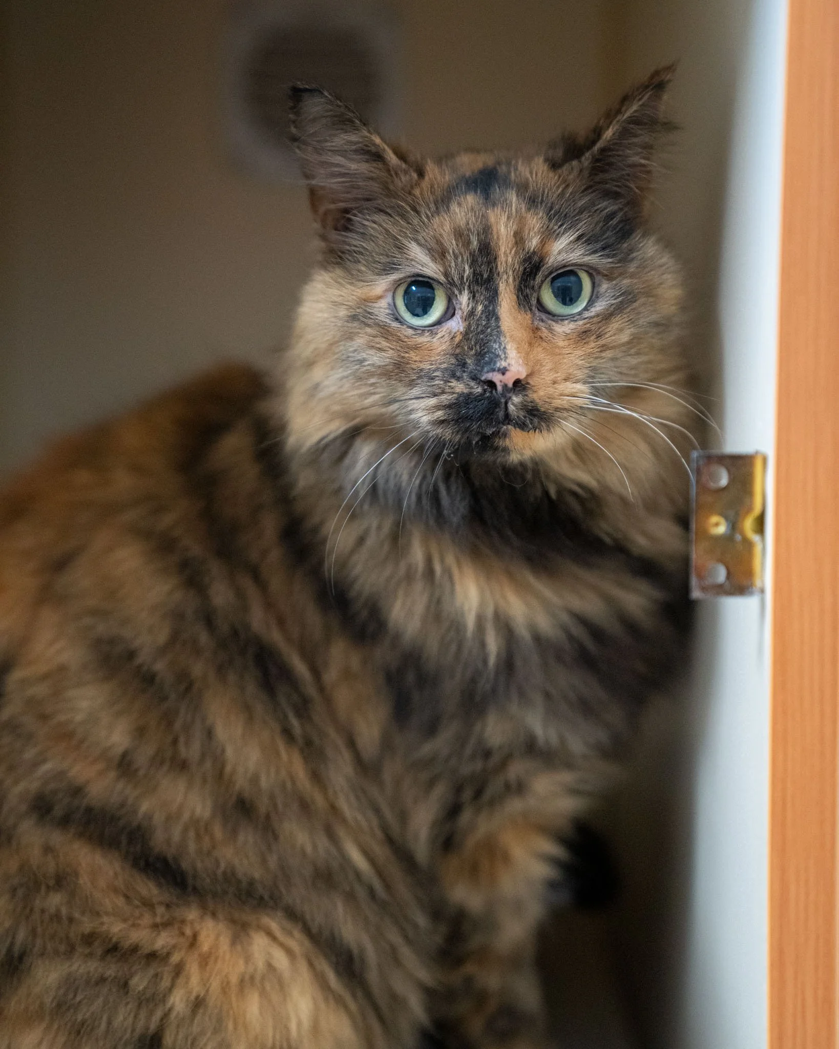 ❤ Marnie ❤
Marnie is a beautiful, 7-year-old Domestic Longhair cat. She previously lived harmoniously with both dogs and other cats. She is friendly, cuddly, and gentle, but she can be playful when she's in the mood. Marnie absolutely loves treats an