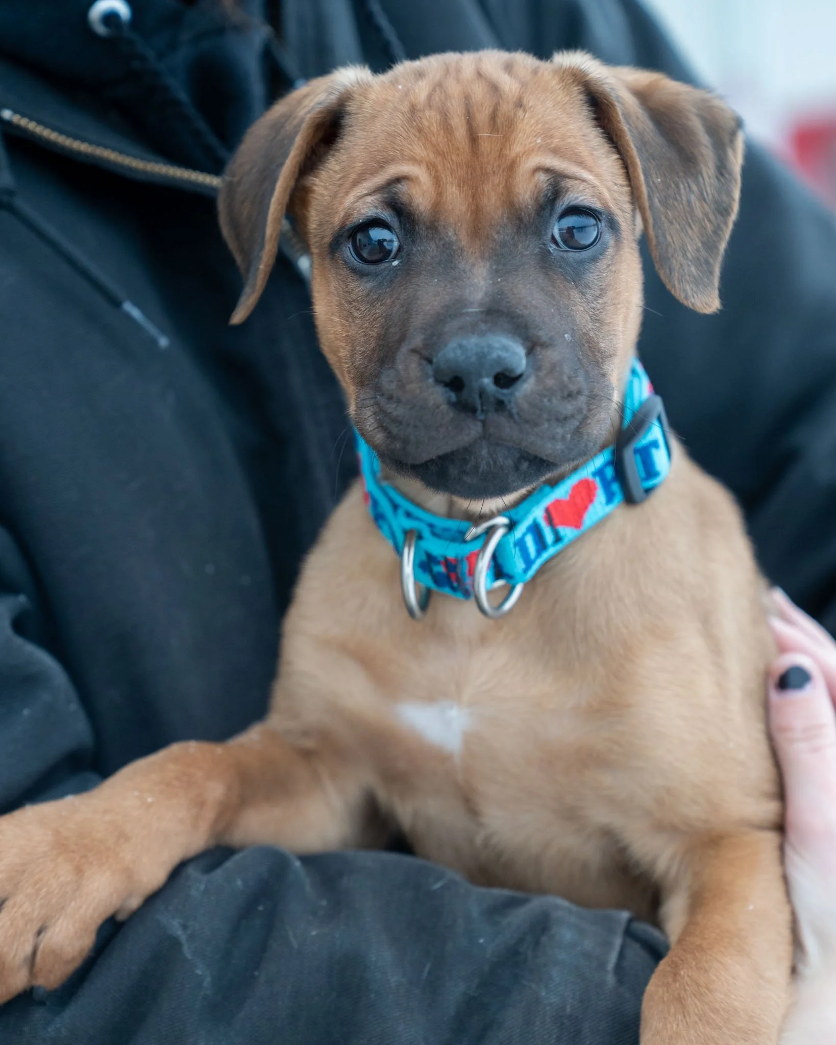 😍 Sylens &amp; Avad 😍
These darling boys are the most adorable mix of Boxer, Lab, and Pitty! Just look at how darling their little wrinkles are! Sylens and Avad are 2-month-old boys who love to hop around, give a crazy amount of kisses, and cozy up