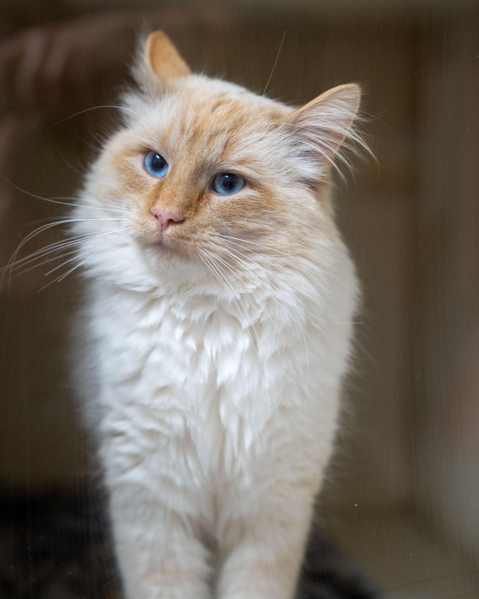 ❄ SUB-ZERO SPECIAL! $25 CATS! ❄

The temperatures are dropping, so we're dropping our cat adoption fees TODAY ONLY! Check out some of our available cats in this post!

Join The Babinski Foundation Animal Shelter today, December 13th, from 8:30 AM to 