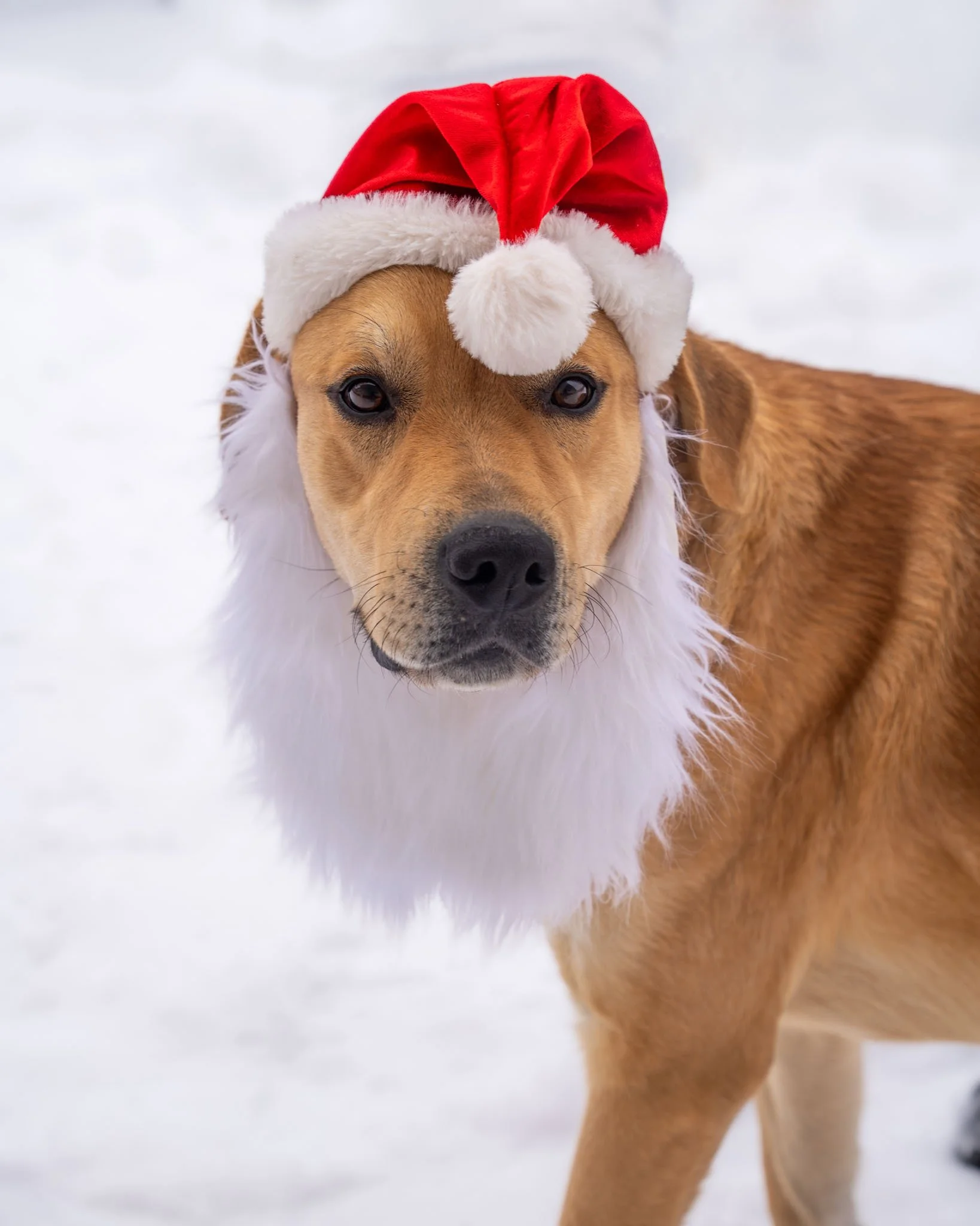 🎅🏻 Maverick 🎅🏻
Ho ho ho! Check out Maverick before and after a good shave! This handsome cutie is a 2-year-old, 76.6-pound Lab mix who came to us from an unfortunate situation where he lived chained up outdoors.

While Maverick does love being ou