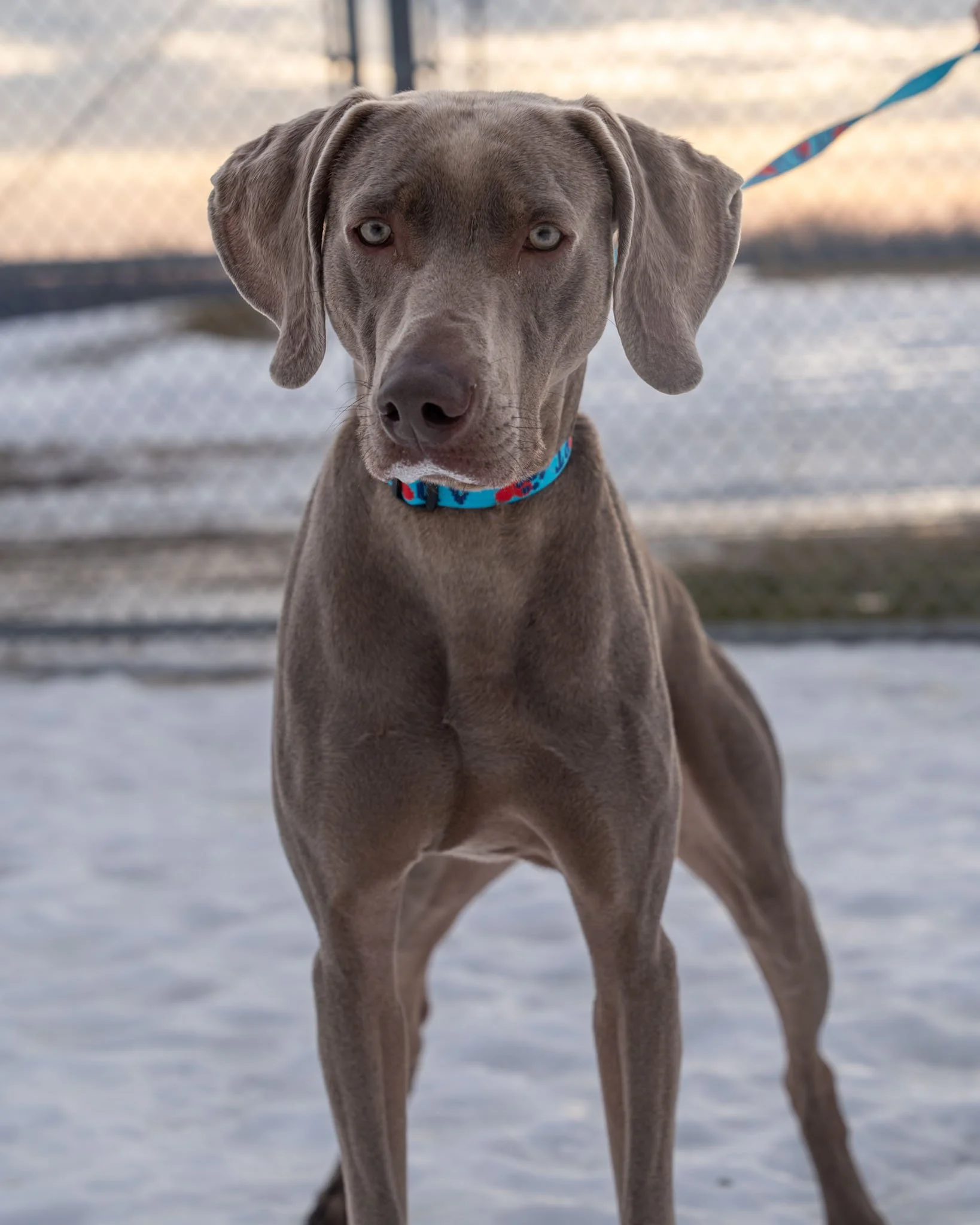 👻 Casper 👻
Meet Casper, the friendly Weimaraner! At just one year old and 65 pounds, this handsome guy is a big-hearted cutie with a personality to match. Although he&rsquo;s only been at the shelter a short time, he has already won over our staff 