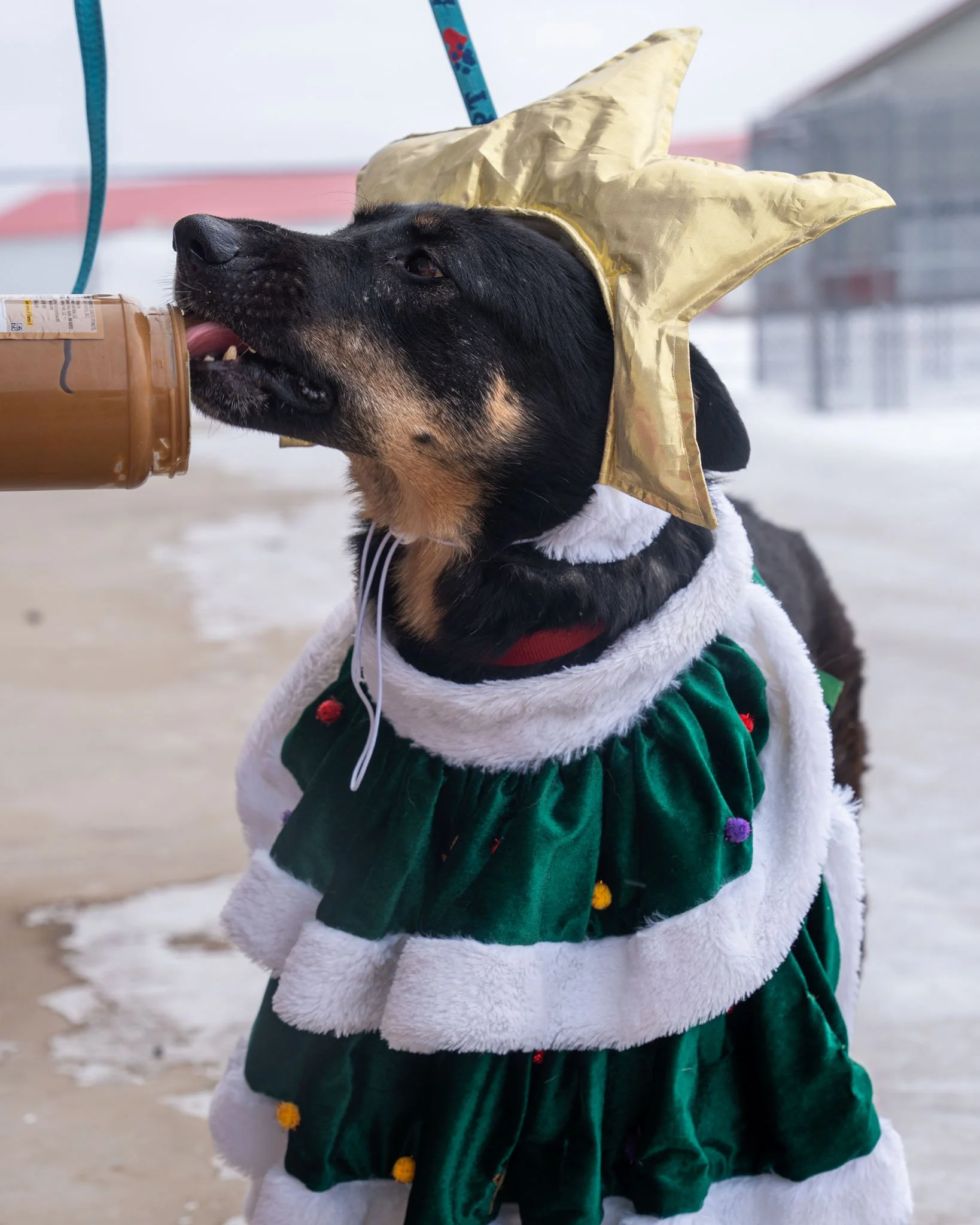 🎄 Merry Christmas from The Babinski Foundation 🎄
Merry Christmas from all of us at The Babinski Foundation! 🎅✨ We hope your day is filled with family, treats, and wagging tails. But first, we need your help to settle a debate...

Who wore it bette