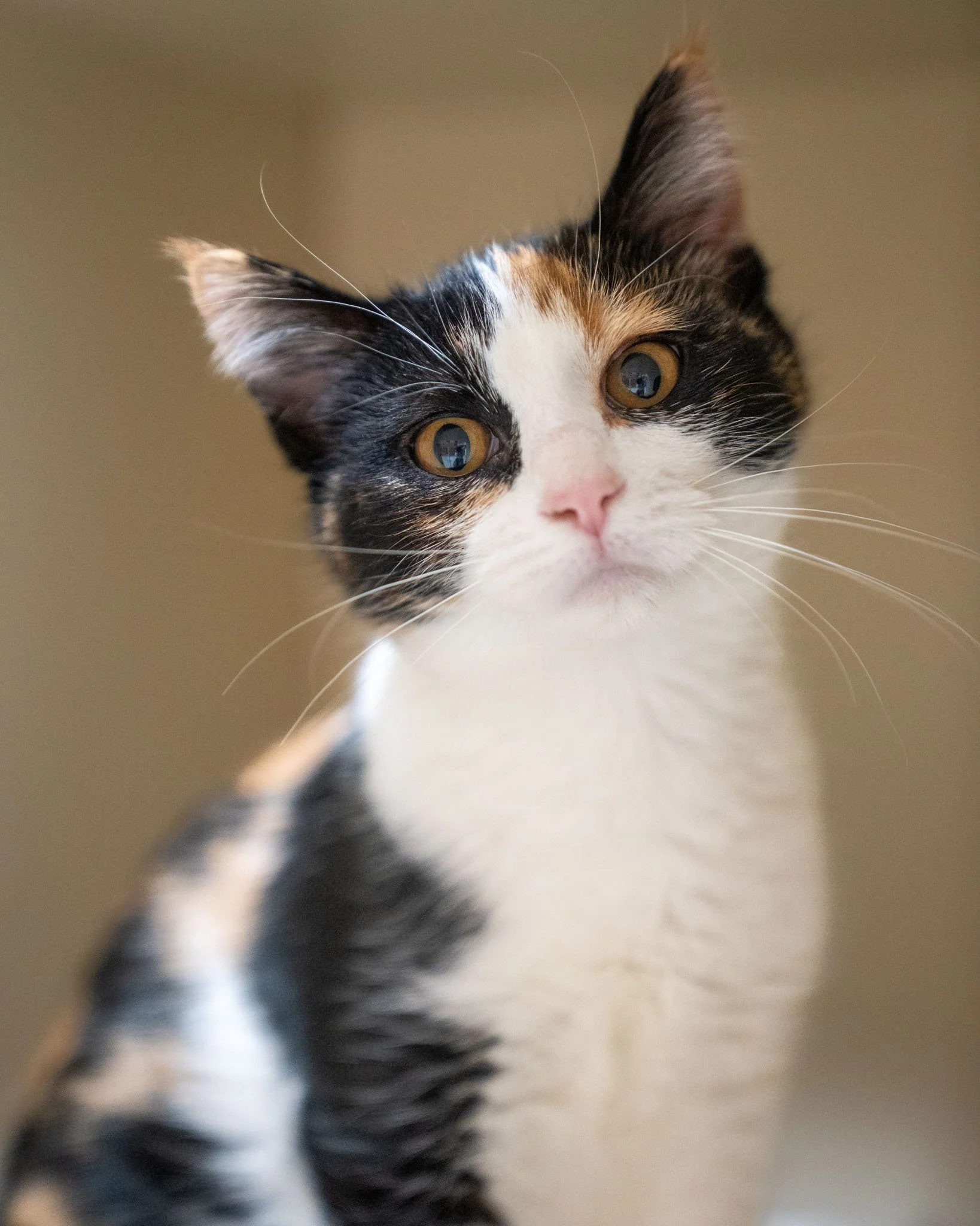 ❤ The Calico Crew ❤

Pictured in order: Mars (F), Venus (M), &amp; Bandit (M)

Mars, Venus, and Bandit are almost 4-month-old Domestic Shorthair sweeties! These three are chill, yet playful young cats who love meeting new people after giving them a c
