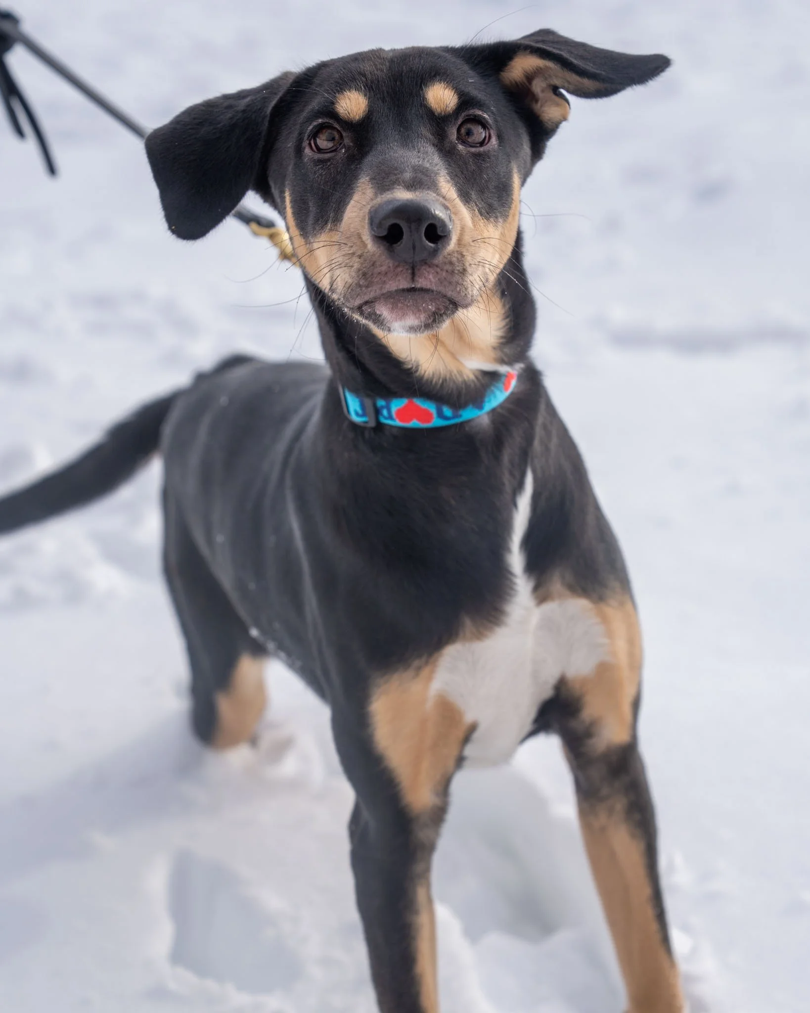 😘 Katie 😘
Meet Katie! One thing you can say about this girl... her tail is ALWAYS wagging! Katie is a 7-month-old, 40-pound German Shepherd mix who checks all the boxes! She's very friendly, likes other dogs, and happily 'sits' for a treat. While K