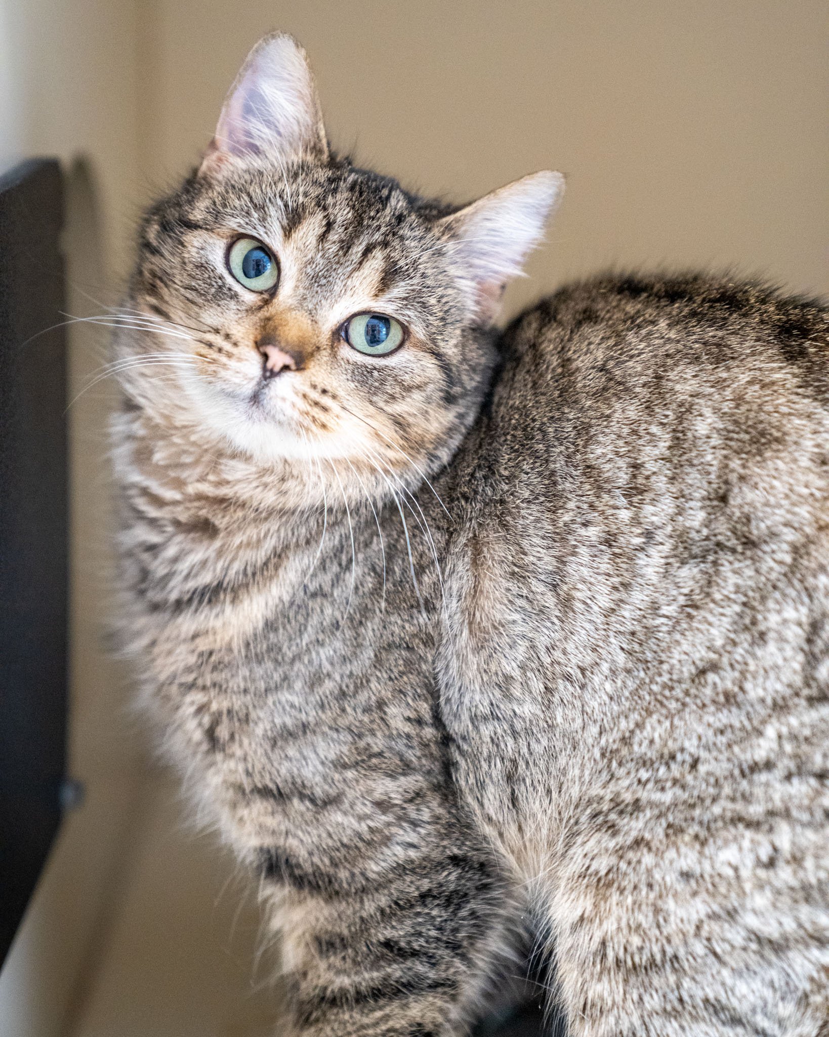 😻 Sattler 😻
Introducing the stellar Sattler! She is a 5-year-old, 6.2-pound Domestic Shorthair who was brought to our shelter as a stray. Sattler has certainly been enjoying her time here because she gets to meet new friends every day, but she woul