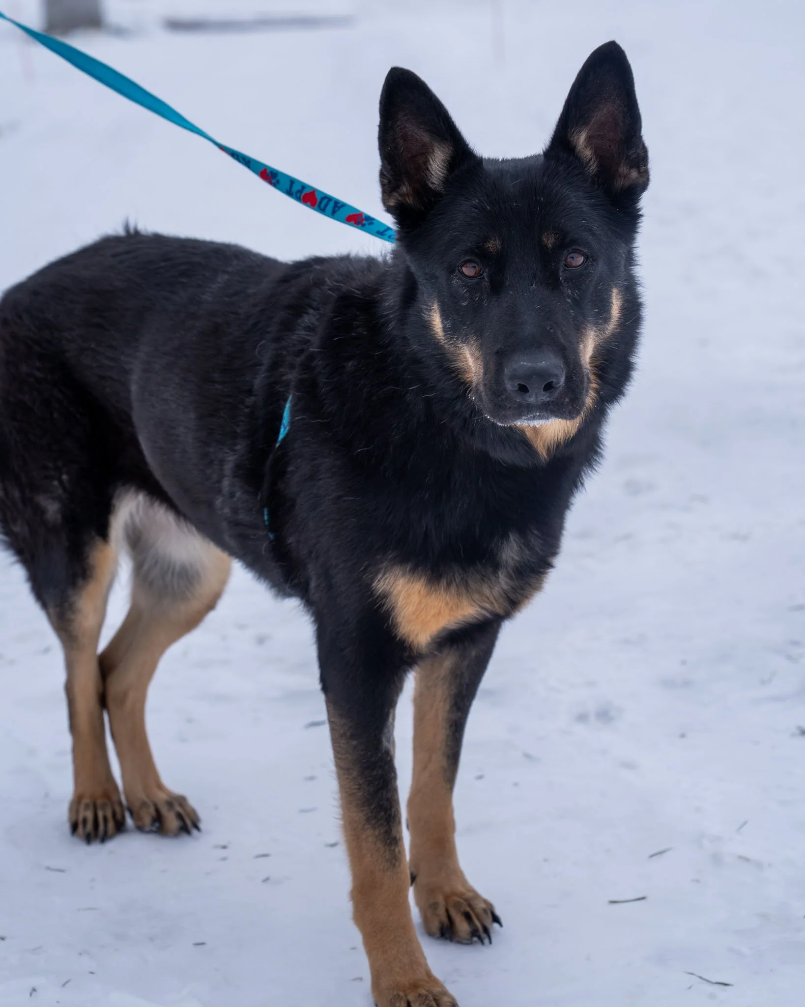 ❤ Keysha ❤

BIG NEWS: Keysha&rsquo;s adoption fee has been fully covered by William and Josephine Swanson of Pine River! All the expenses have been paid, all she needs now is the right family!

Keysha is a lovely 8-year-old, 80-pound German Shepherd 