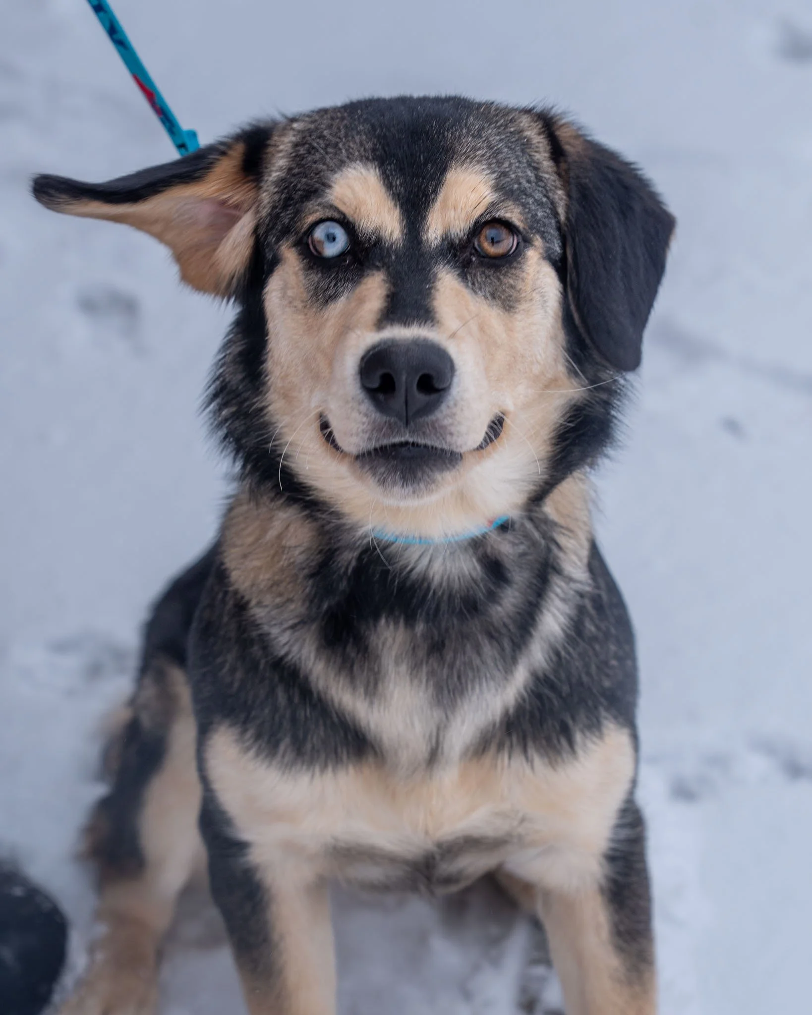 🥒 Pickles 🥒
Meet Pickles! She&rsquo;s been "pickling" here at the shelter (waiting out her stray hold) until she was perfectly ready to find her forever family.

Pickles is an 8-month-old, 32-pound bundle of fun! While our best guess is a