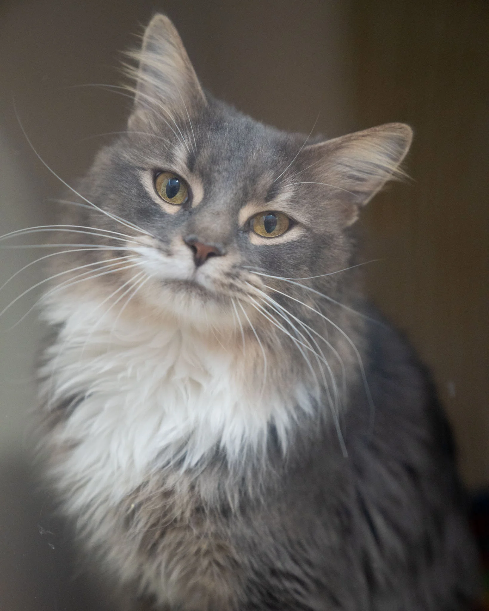 😁 Kringle 😁
Meet Kringle! This 11-month-old Domestic Medium Hair cat weighs just under 10 pounds and originally came to us as a stray. While he wasn't claimed, he hasn't let that dampen his spirits. He is quite possibly the friendliest guy around! 