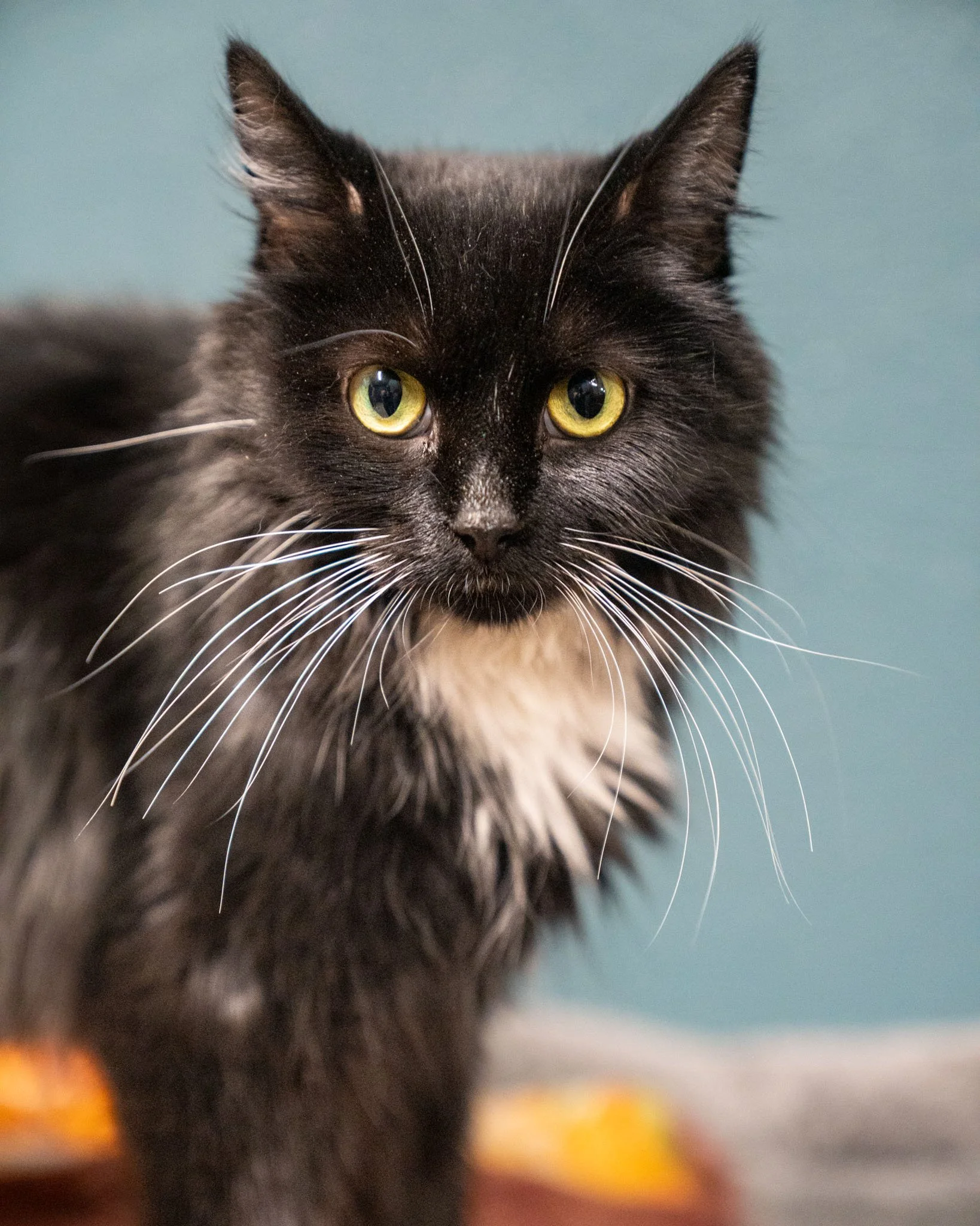 🍎 Apple 🍎
Apple is as sweet and refreshing as her name! This 3-year-old Domestic Medium Hair weighs just 6.8 pounds. After being found as a stray hiding under a shed, she came to the shelter pregnant and raised her kittens in a loving foster home. 