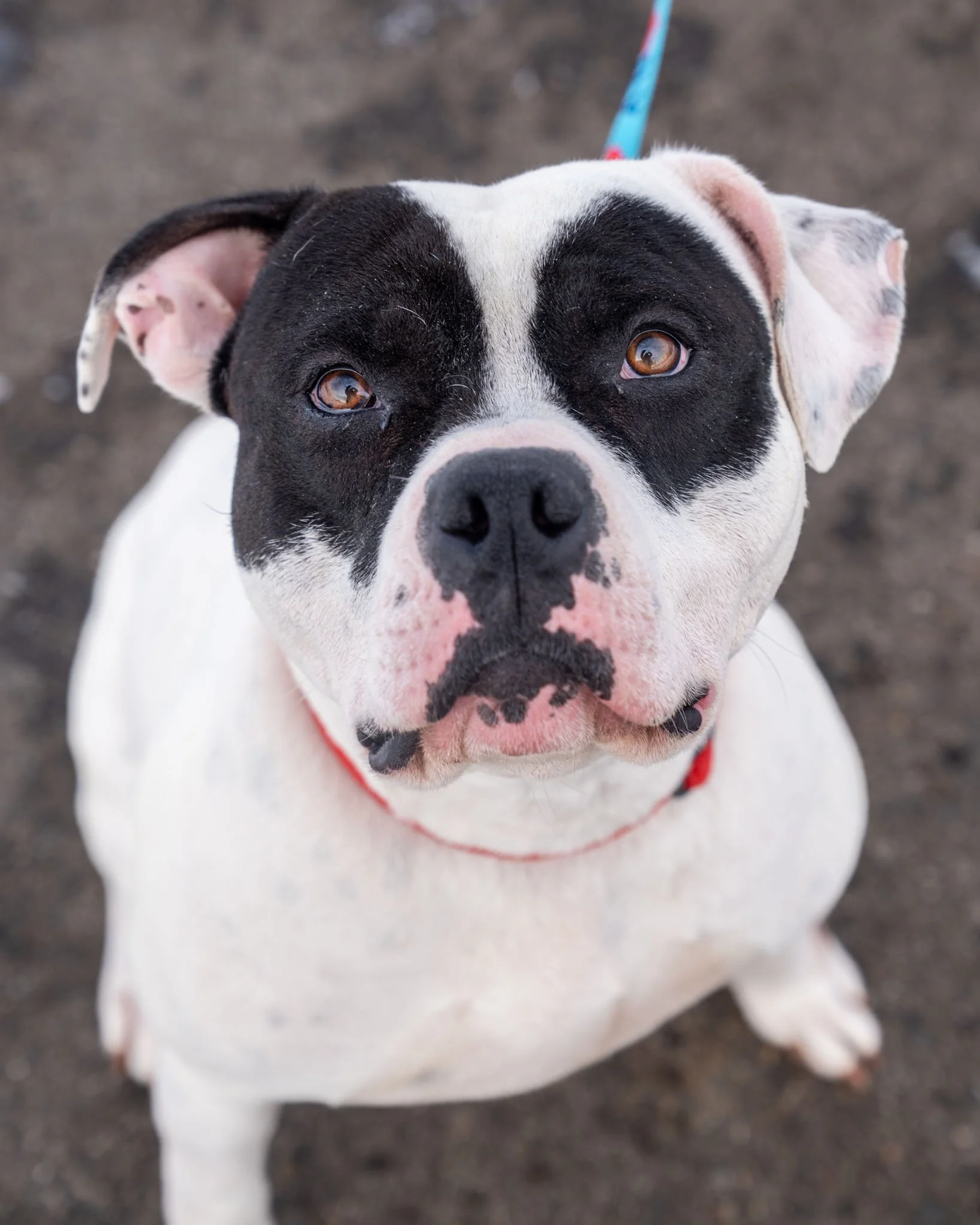 🌱 Junior 🌱
Meet our handsome Junior, a 3-year-old, 64-pound Pitbull &amp; American Bulldog mix! This boy is a gentle goofball. Having grown up with a baby, he absolutely adores little kids and is a total pro at family life.

He&rsquo;s a simple guy