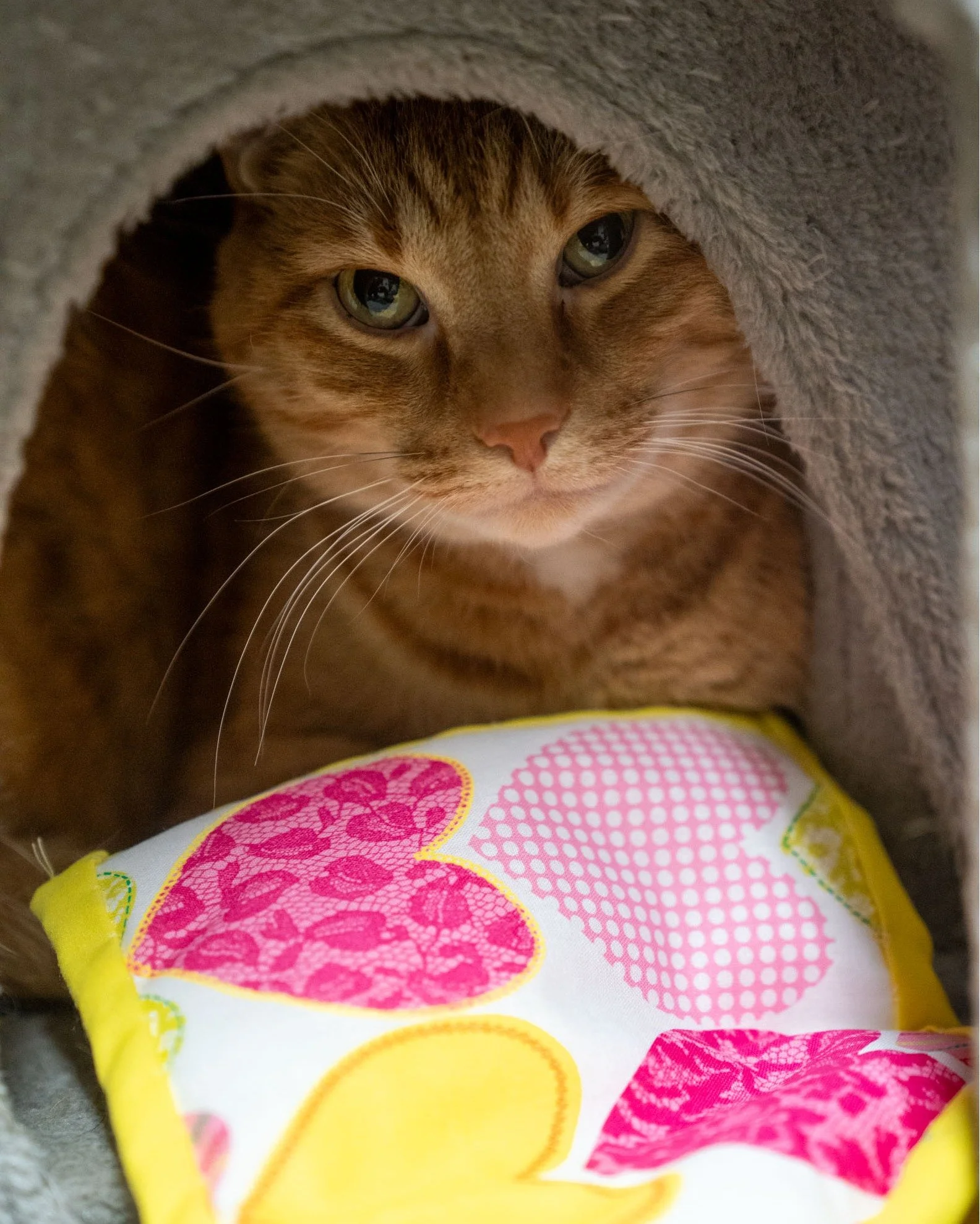Sometimes, The Babinski Foundation receives packages in the mail that make us smile from ear to ear. This past month, a lovely woman sent us a kind note along with several handmade, miniature pillows for our cats and kittens. We couldn't wait to snap