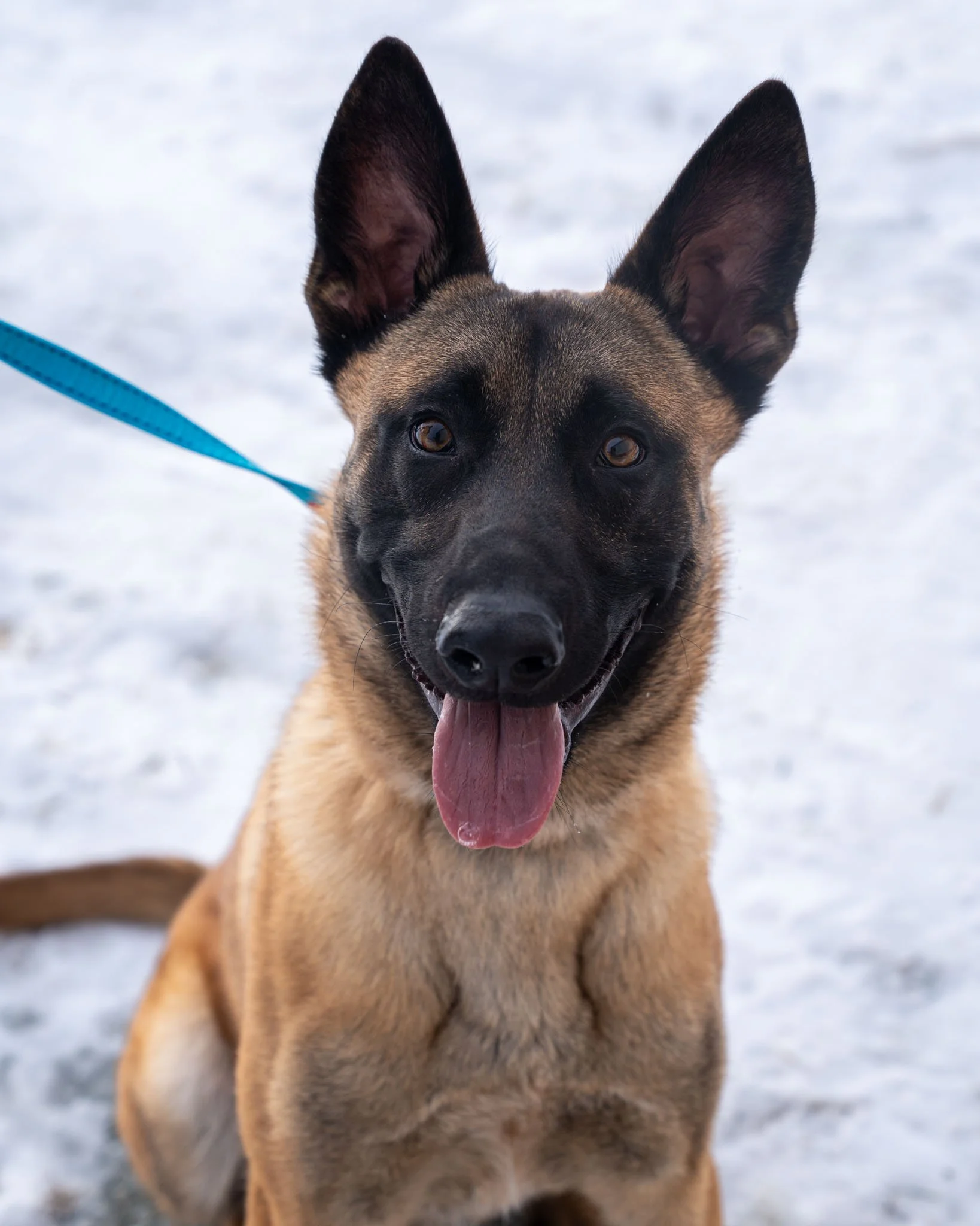 ⛽ Diesel ⛽
Meet this handsome 9-month-old Belgian Malinois mix! He's got brains, he's got beauty, and he has best buddy potential! At 69 pounds, this muscular boy is smart and driven. Like most Malinois, he isn&rsquo;t just a pet - he's a partner. He