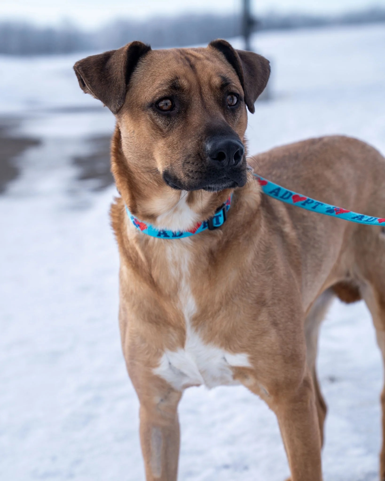🌞 Sky 🌞
This wonderful gal is a 2-year-old, 50-pound Shepherd mix. She is a gentle and sweet pup who recently found herself looking for a new home through no fault of her own, following a change in her previous family&rsquo;s living situation. Whil