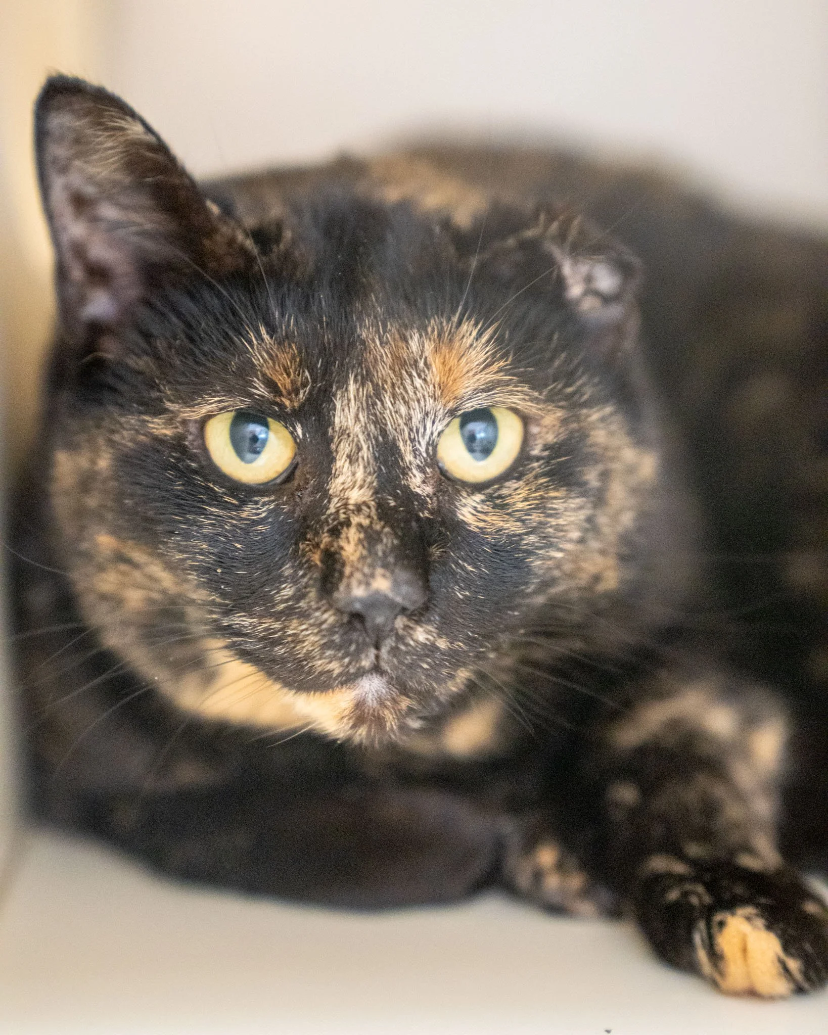 🔮 Voodoo 🔮
This girl is ready to bring some good "voodoo" into your life! Voodoo is a one-year-old, 8-pound Domestic Shorthair who arrived at our shelter as a stray. She was found alongside several other cats, all searching for warmth and