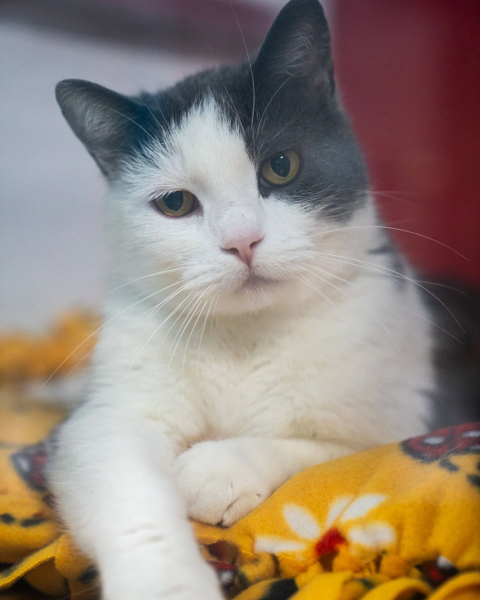 💨 Speedy 💨
We call her Speedy because she's quick to make her way into your heart! Speedy is a 9-year-old, 14-pound Domestic Shorthair cat who came to the shelter after her owner sadly passed away. She's an incredibly cuddly and cute girl who will 