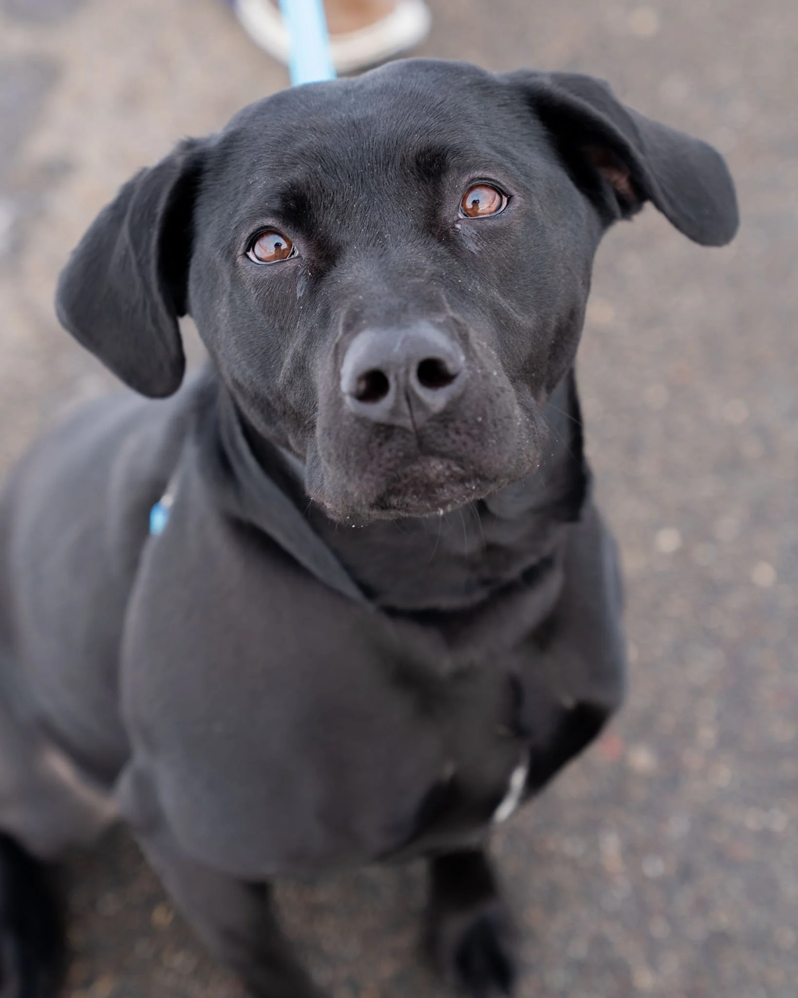 🌈 Skittles 🌈
This colorful girl is as bright and beautiful as a rainbow! Skittles is a 6-year-old, 55-pound Lab/Pit mix who was surrendered to the shelter because she prefers to be the "only child." She simply loves her people so much tha