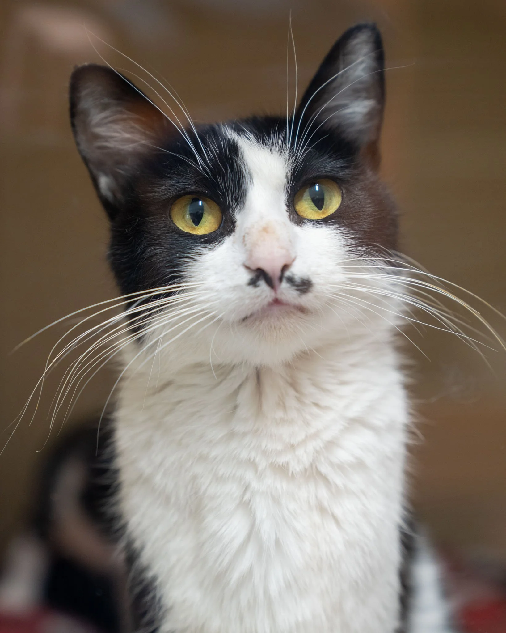 👨 Whiskers 👨
Perfectly named for her very French mustache, Whiskers is a one-year-old, 7.4-pound Domestic Shorthair with a personality that is equal parts goofy, clever, and loving! Whiskers arrived at the shelter after a clever stay at an auto sho