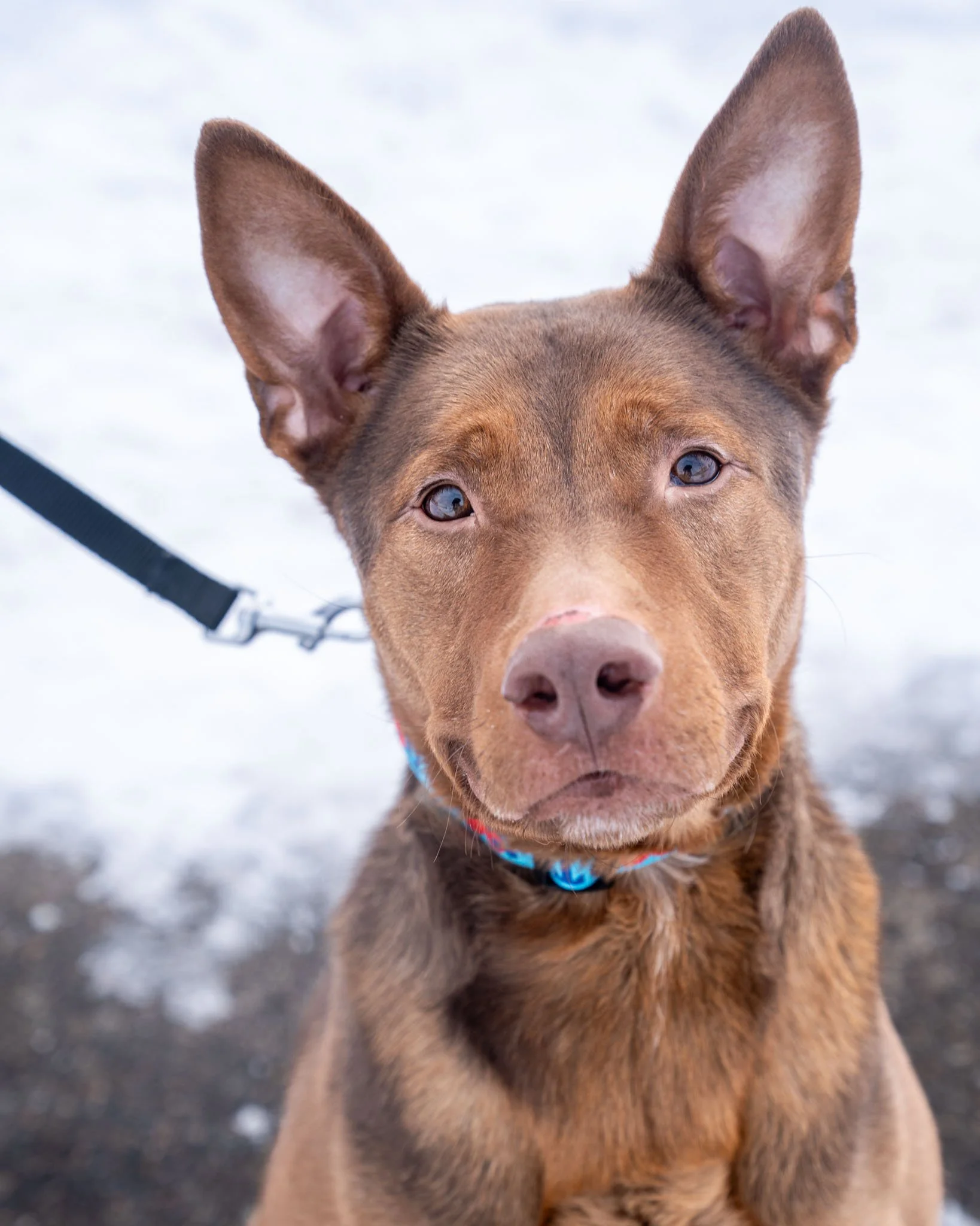 ❤ Arlo ❤
Meet Arlo, a 3-year-old, 60-pound Shepherd/Pit mix with the absolute cutest smile. Seriously, just look at these pictures and try to tell us he isn't smiling!

Arlo loves people, but he&rsquo;s a bit on the shy side at first and prefers to b