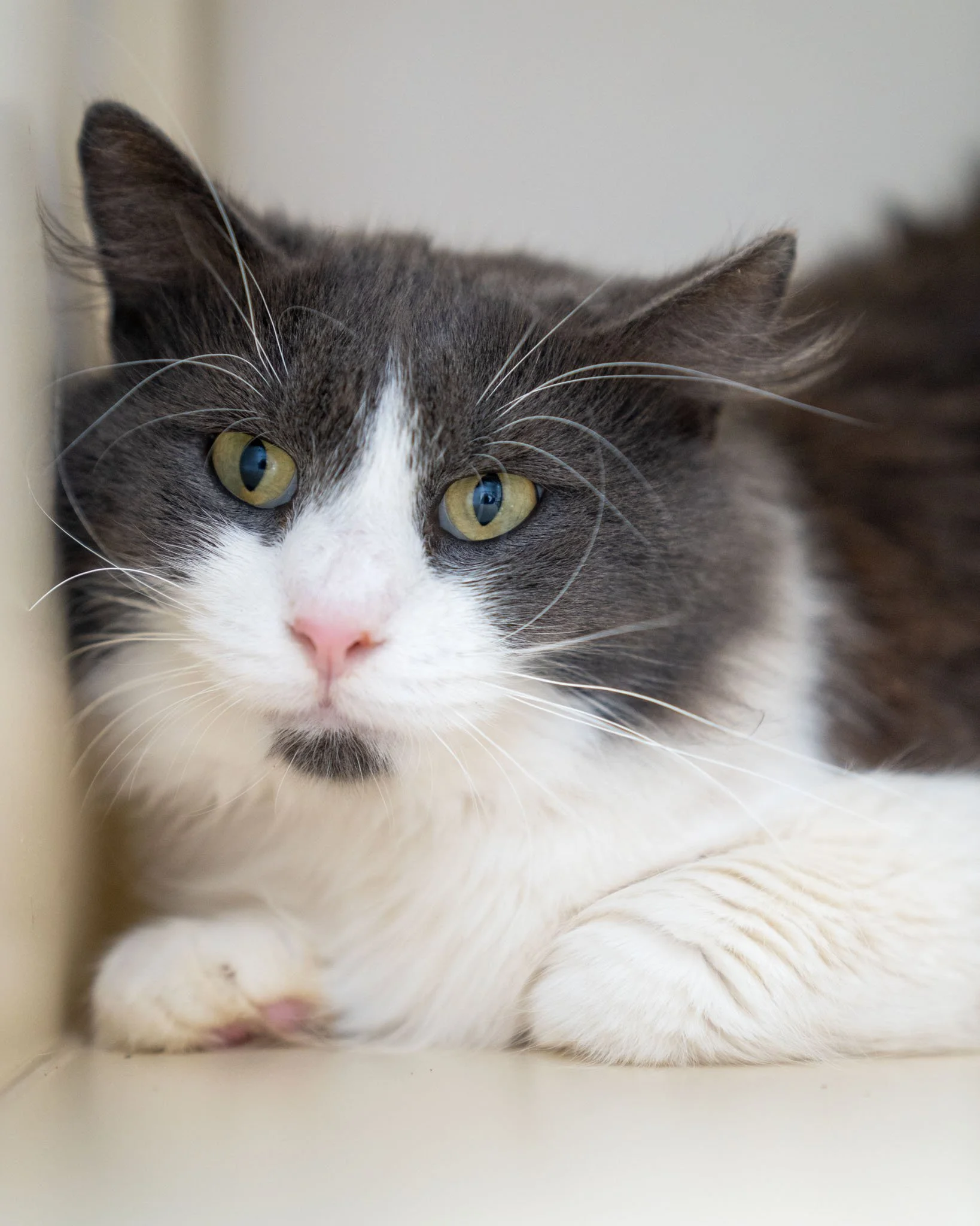 🤫 Varl 🤫
Varl is a fluffy and gentle 1-year-old Domestic Mediumhair cat who's a total snuggler. This 12-pound boy was surrendered to us from a home overcrowded with cats, and because of that, it took him a little while to truly open up. Now that he