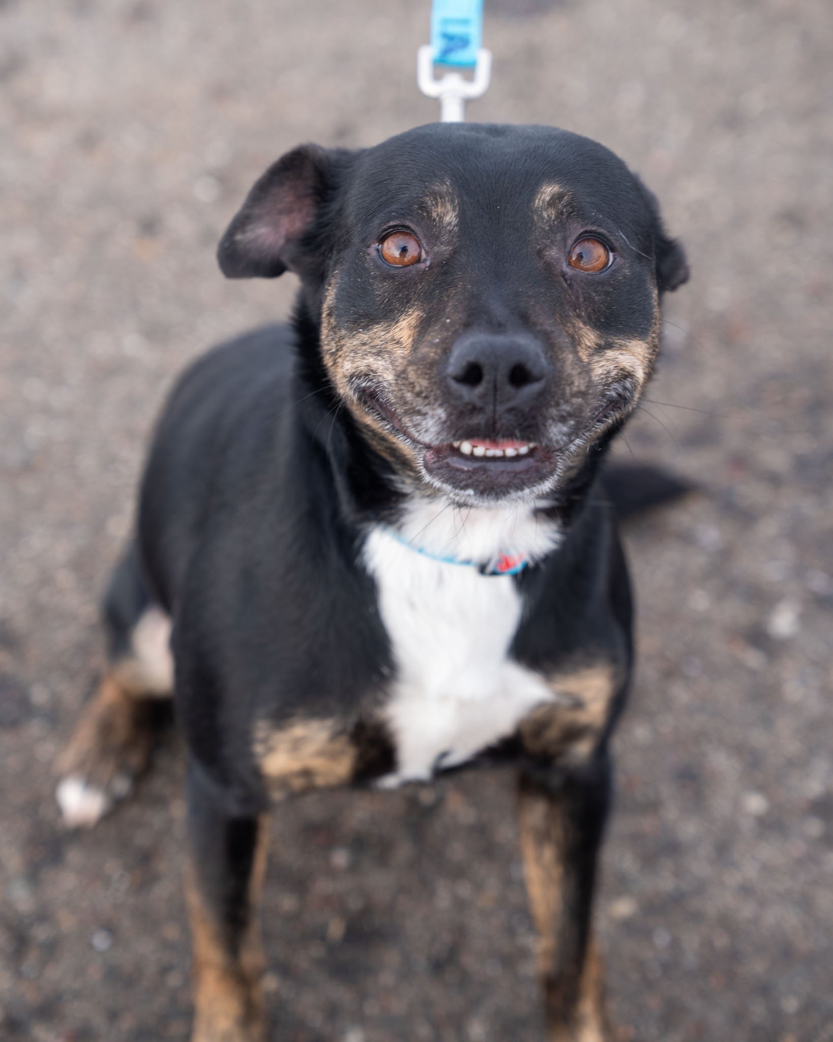 🌿 Willow 🌿
This little gal is a fun sized, 3-year-old, 30-pound Pittie mix who is ready to wiggle her way straight into your heart! Nicknamed Wiggle Butt, Willow has lots of excitement and love in her! She was rescued from a very difficult situatio