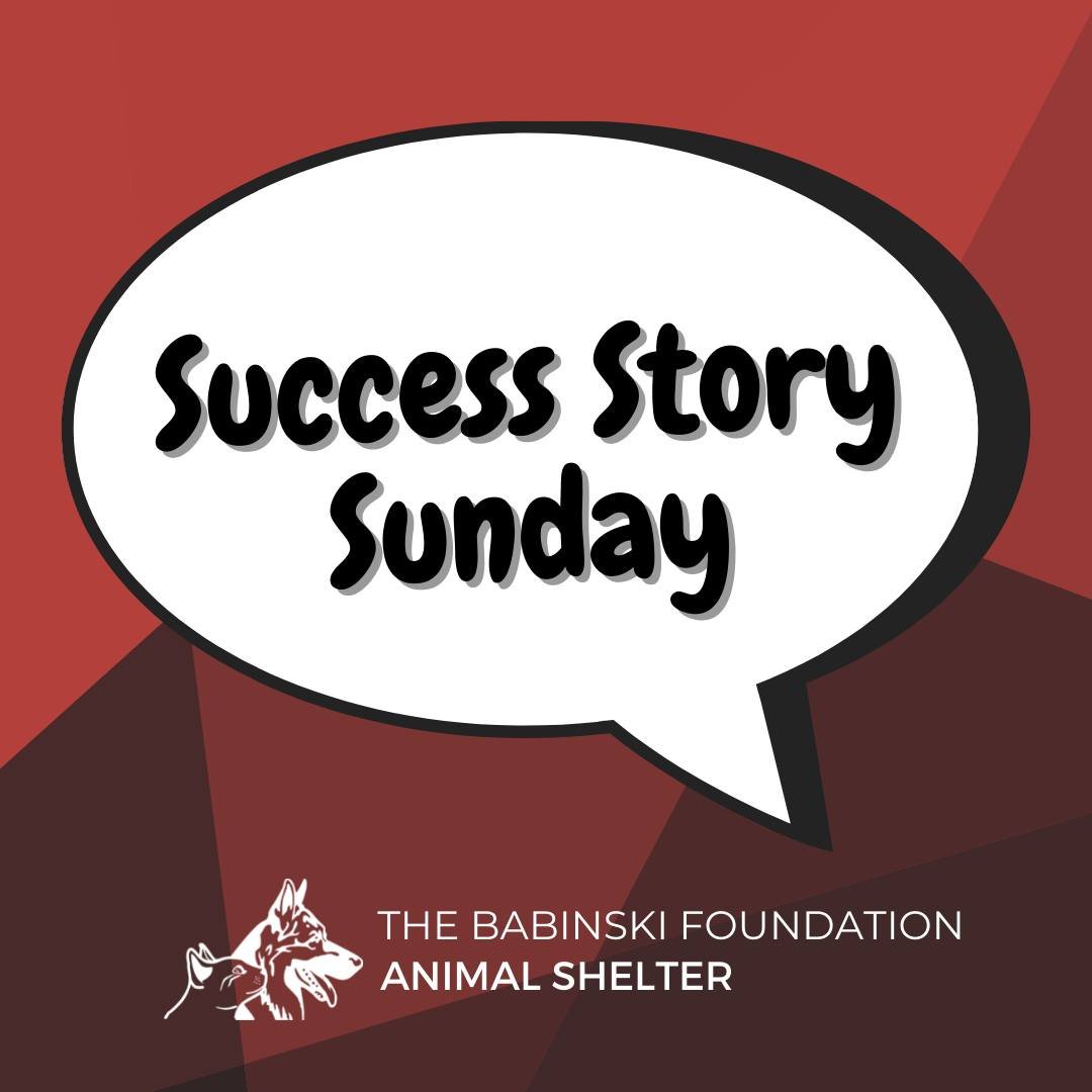 ✨ Success Story Sunday ✨

We are so happy to see Buddy thriving with his new family! This sweet boy spent a long time at the shelter, and we're incredibly thankful for how much his life has changed since being adopted. He truly deserves all the love 