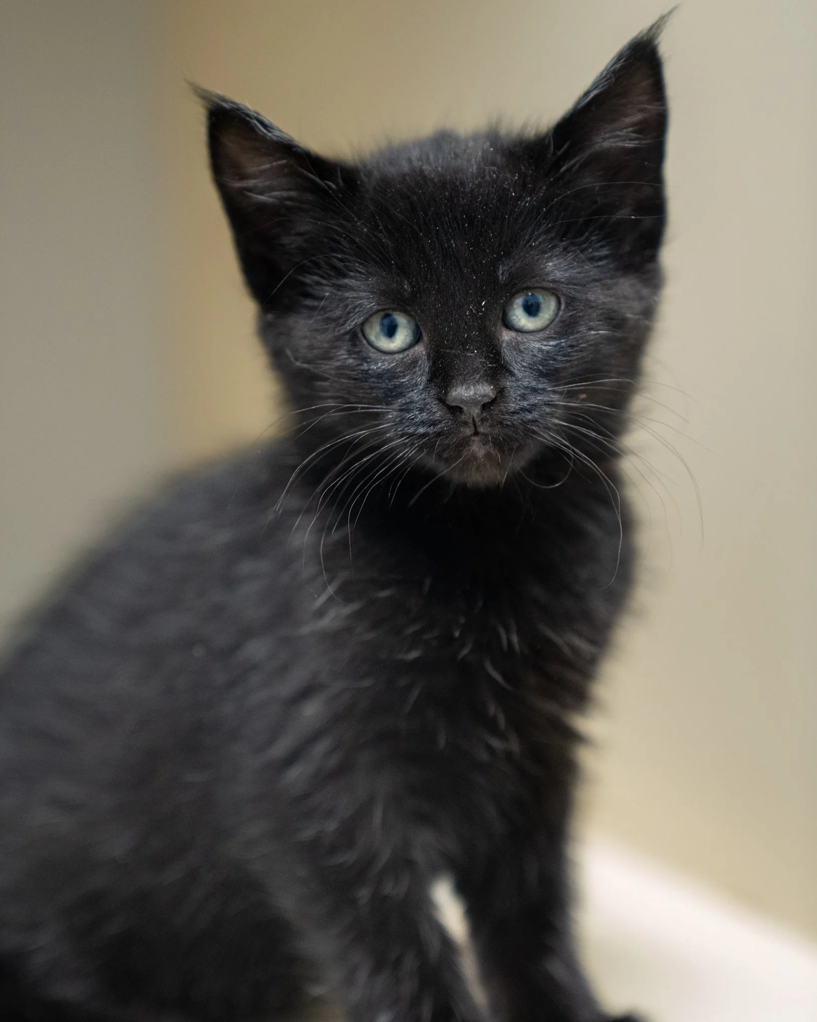 👨&zwj;🚀 The Cosmic Litter 👨&zwj;🚀

Pictured in order: Cyra (F), Lyra (F), Vega (M), Eclipse (F)

These cosmic kittens are 8-week-old Domestic Shorthairs who have grown up right here at the shelter. Their mother was found as a stray by a kind pers